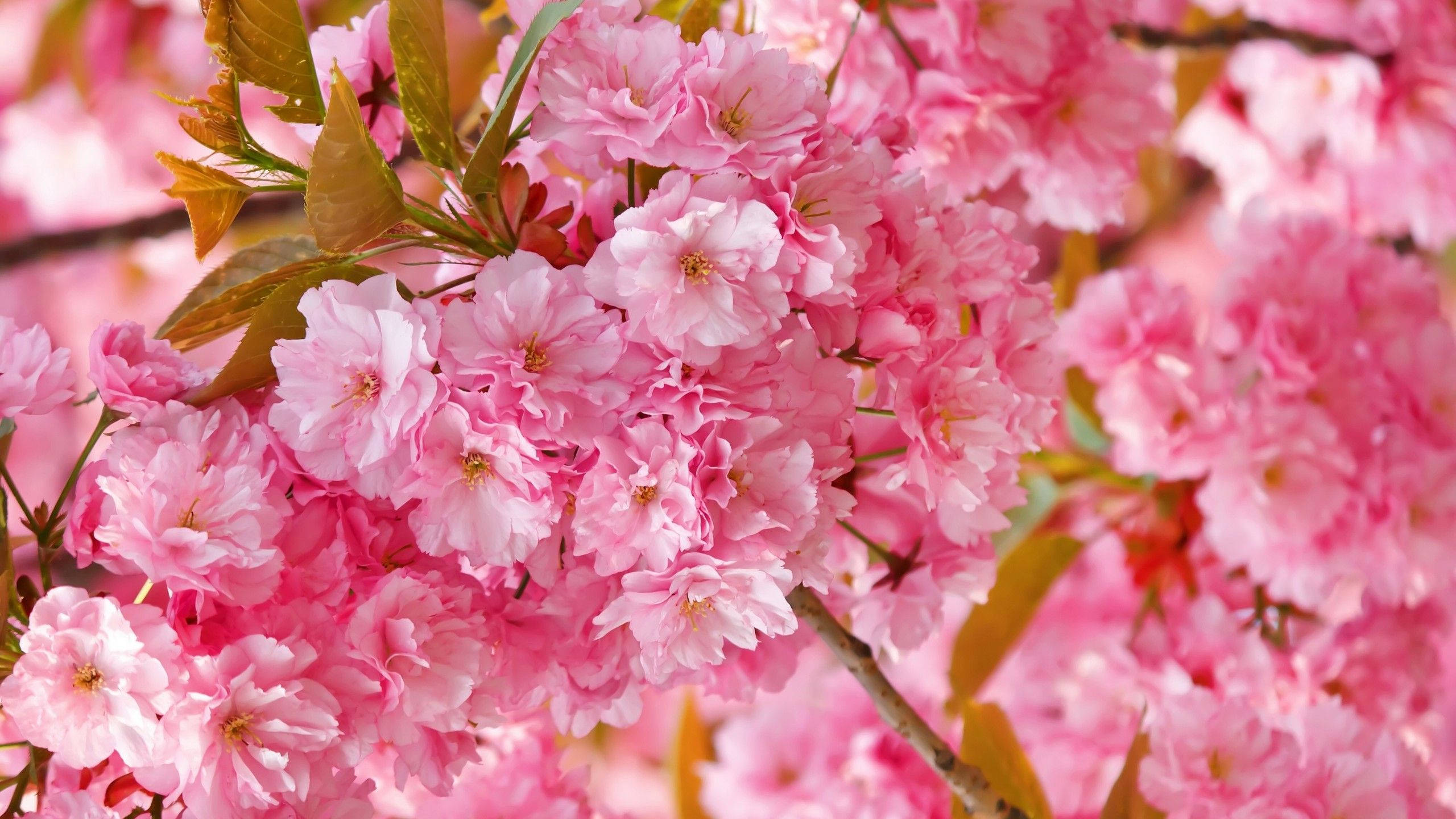 Blooming Sakura Up Close Background