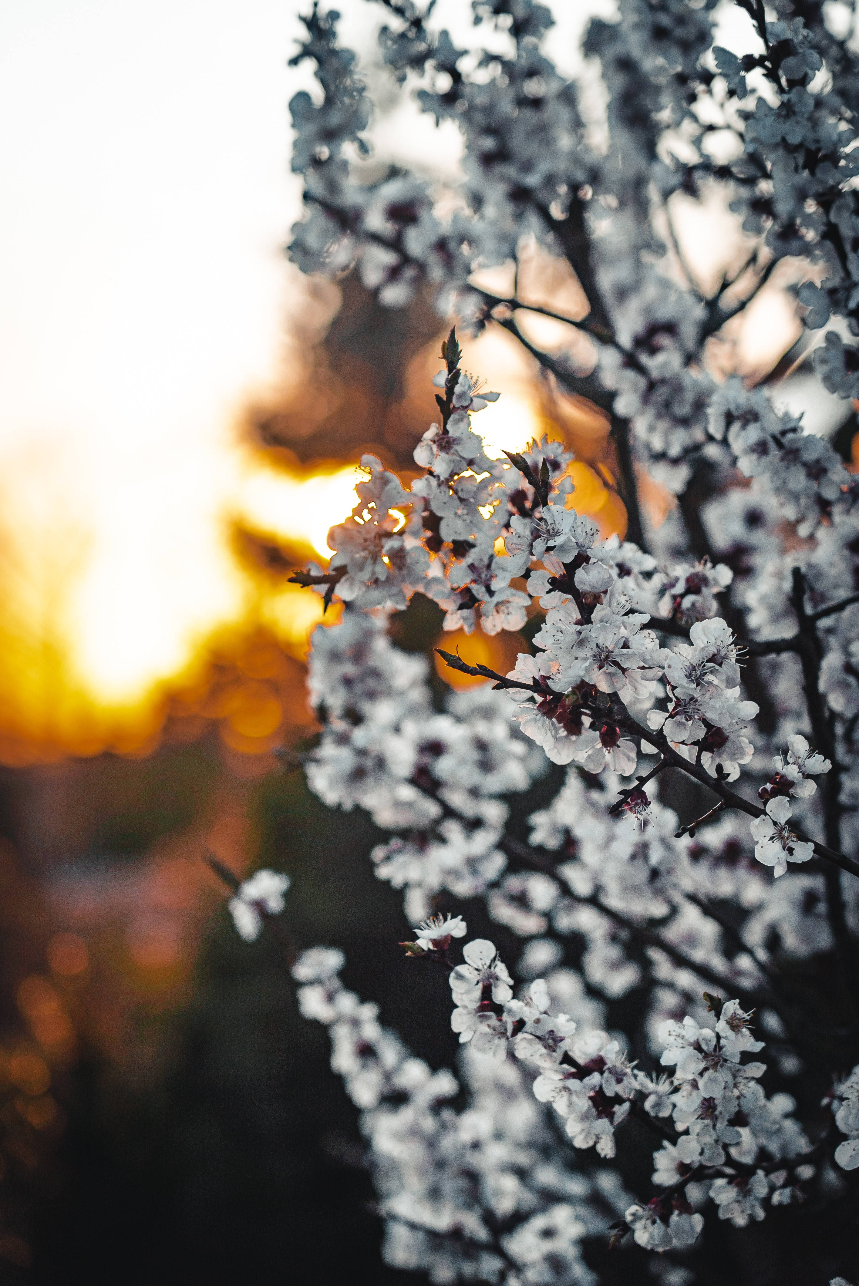Blooming White Sakura Sunset Background