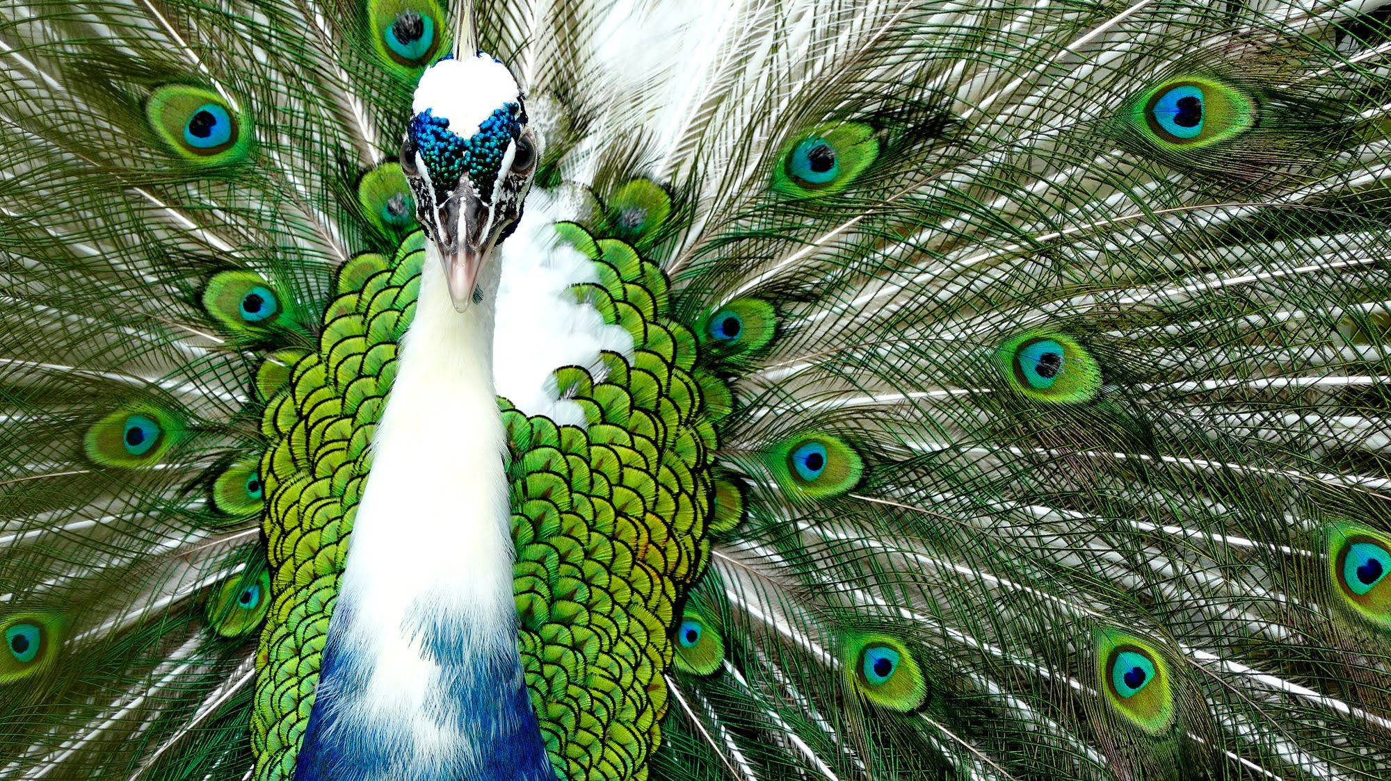 Blue And White Peacock Background