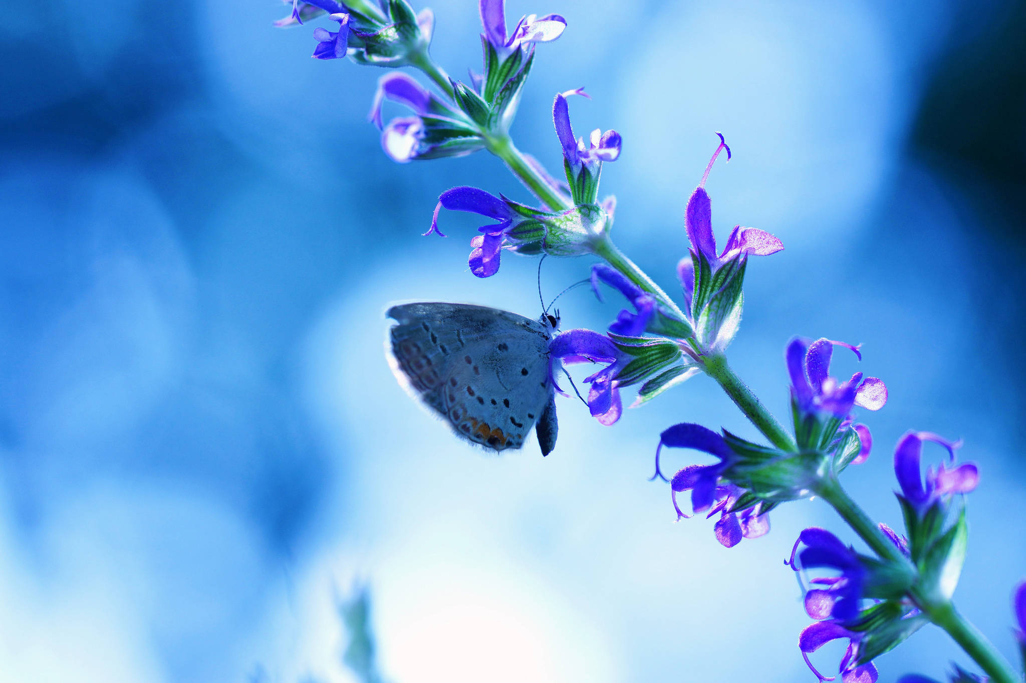 Download Blue Butterfly Purple Flower Wallpaper