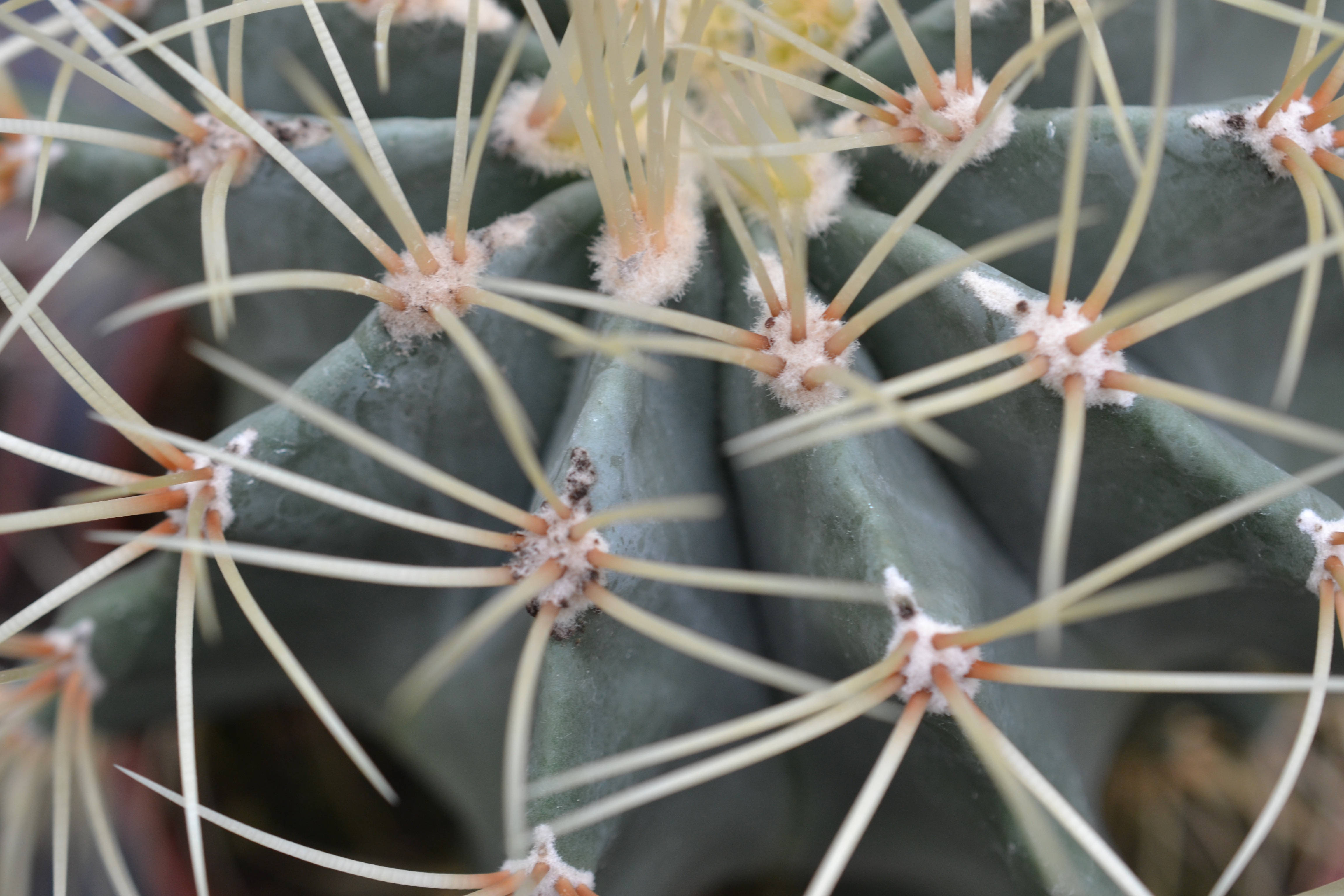 Blue Cactus Flower Close Up Background