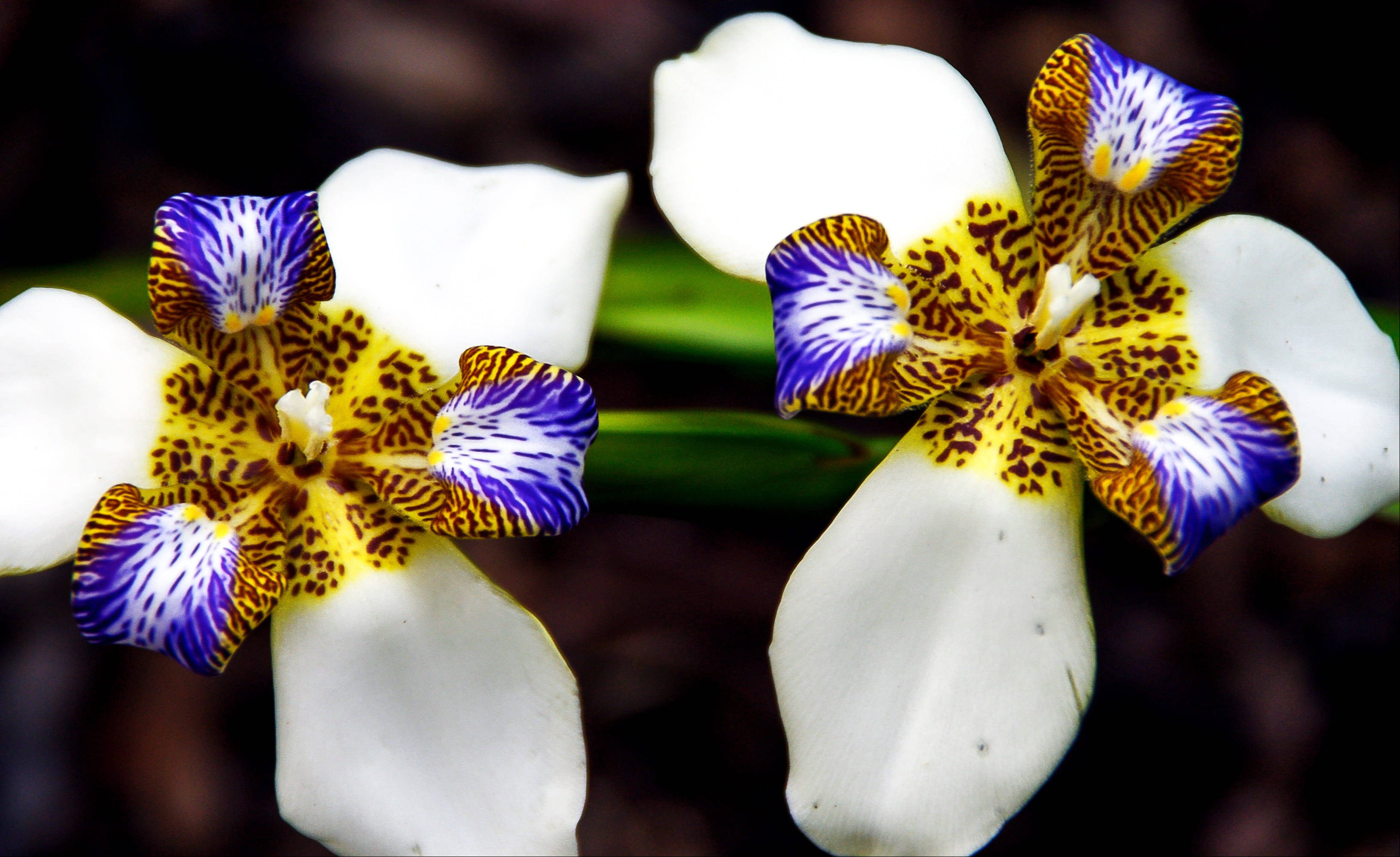 Download Brazilian Walking Iris Flowers Wallpaper | Wallpapers.com
