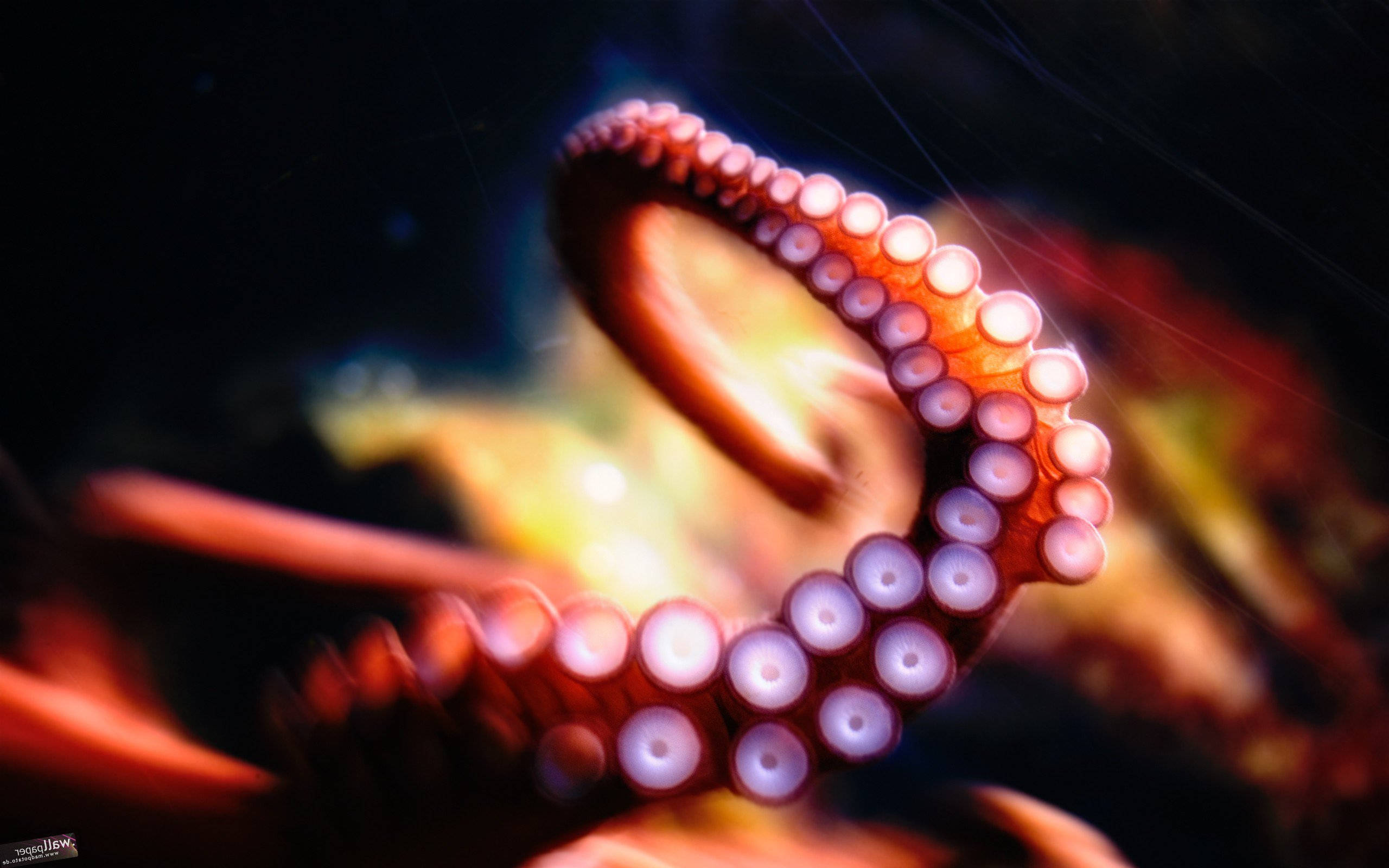 Bright Marigold Octopus Background