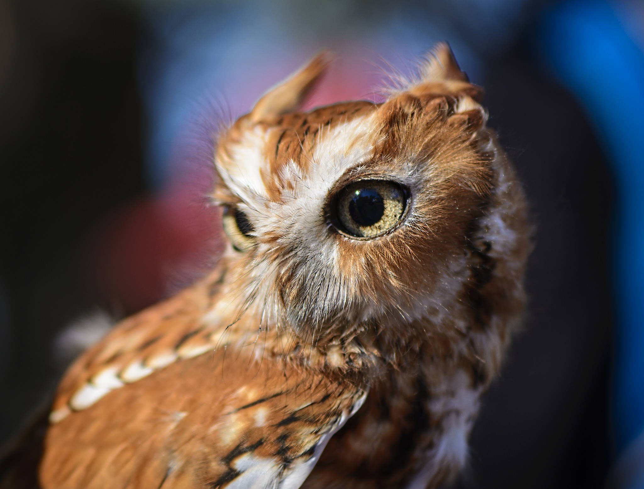 Brown Baby Owl Macro Background