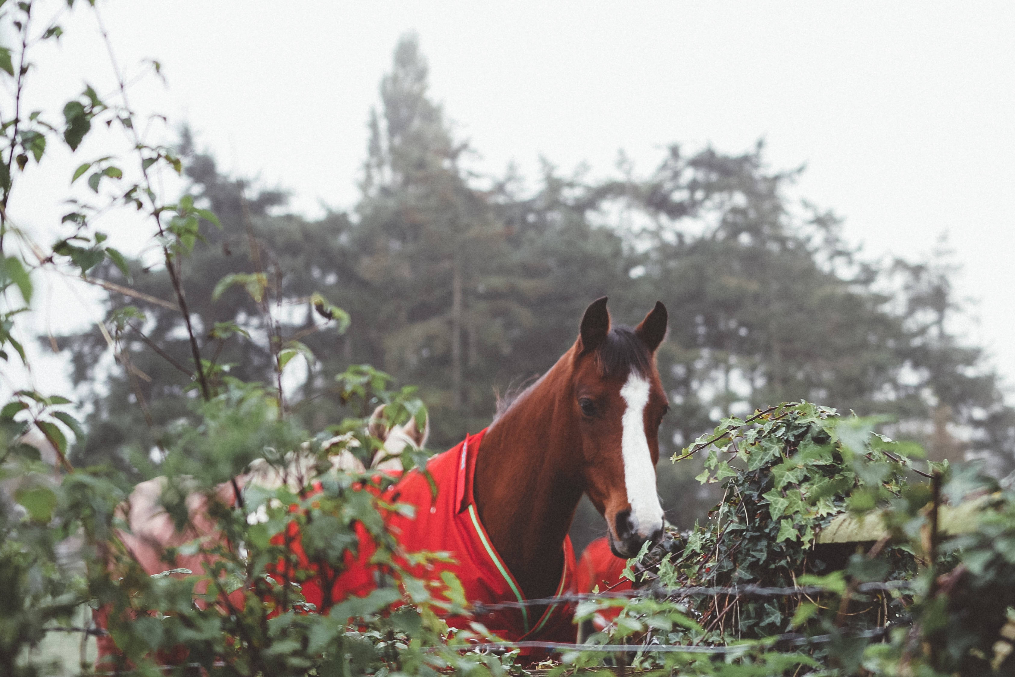 Brown Horse In Red Suit Background