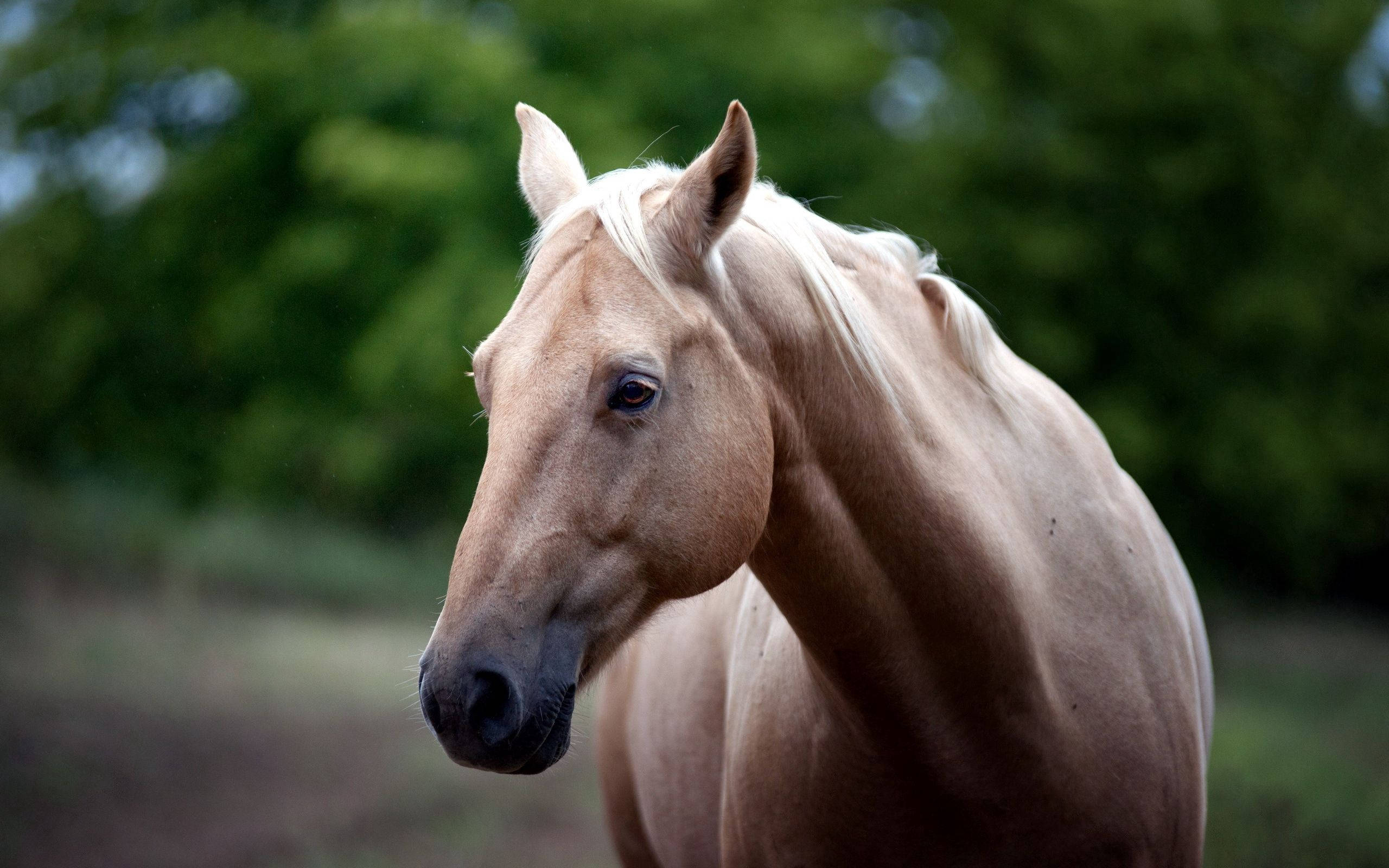 Brown Horse In Selective Focus Background