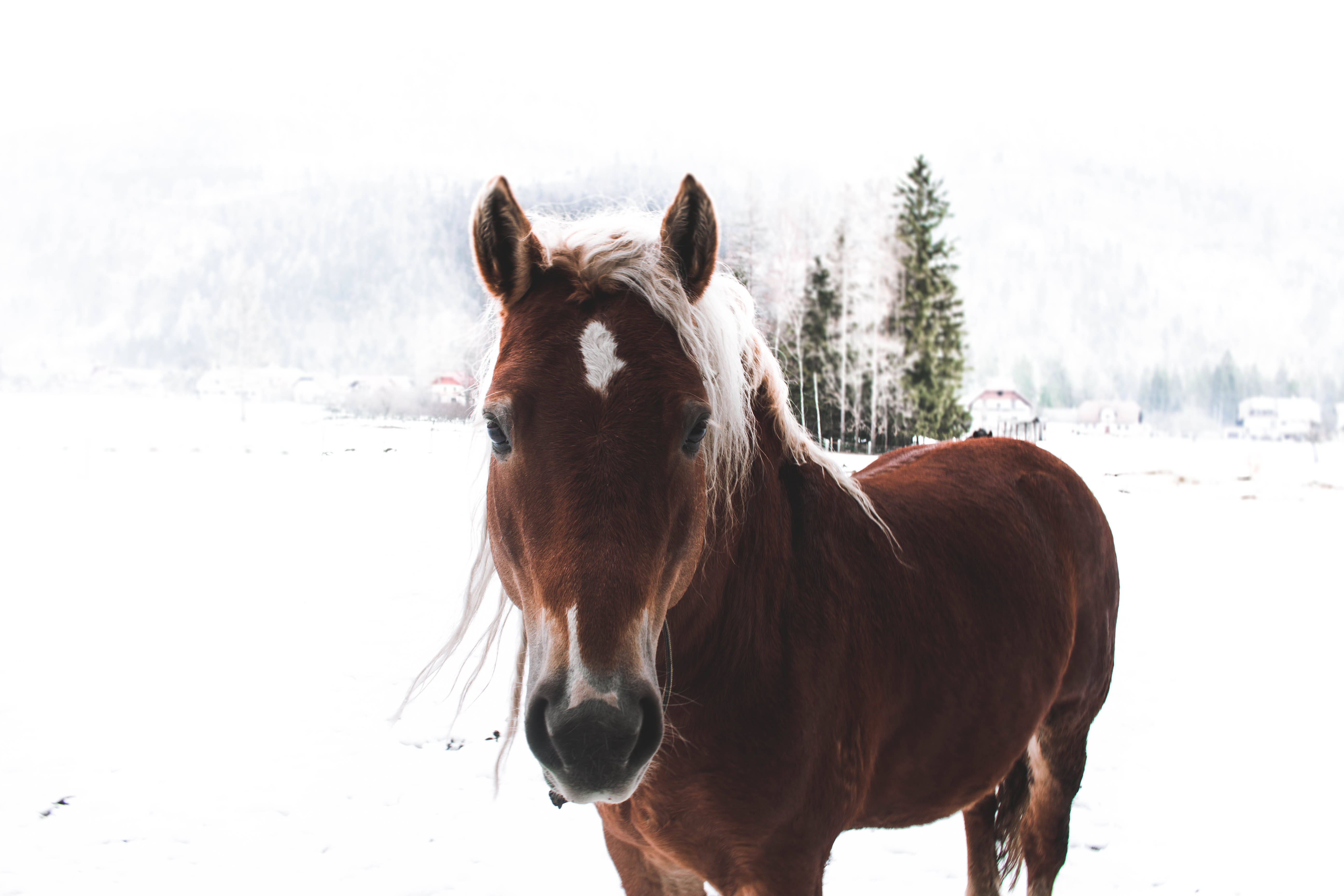 Brown Horse In Snow Background