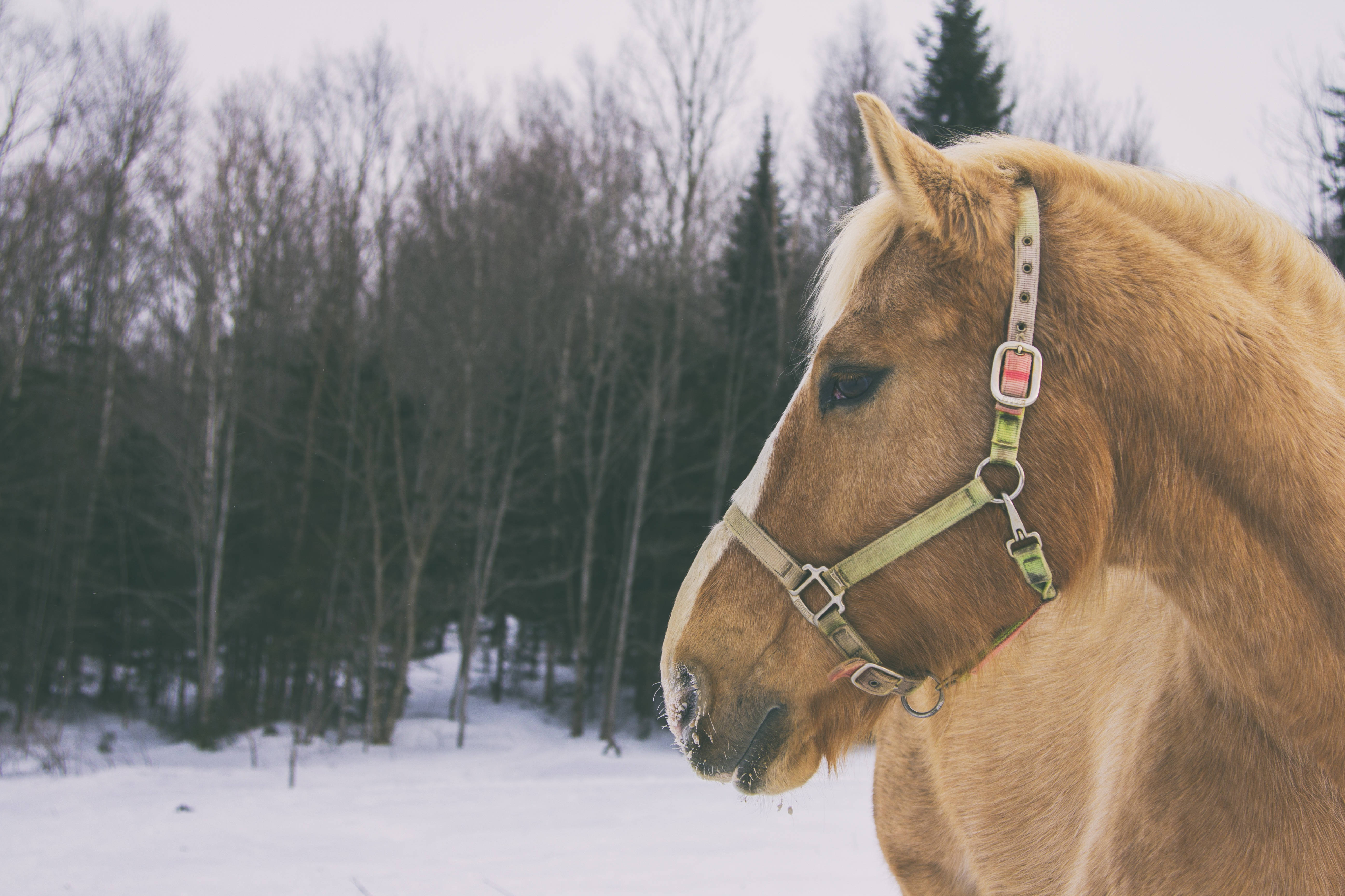Brown Horse In Snow Photography Background