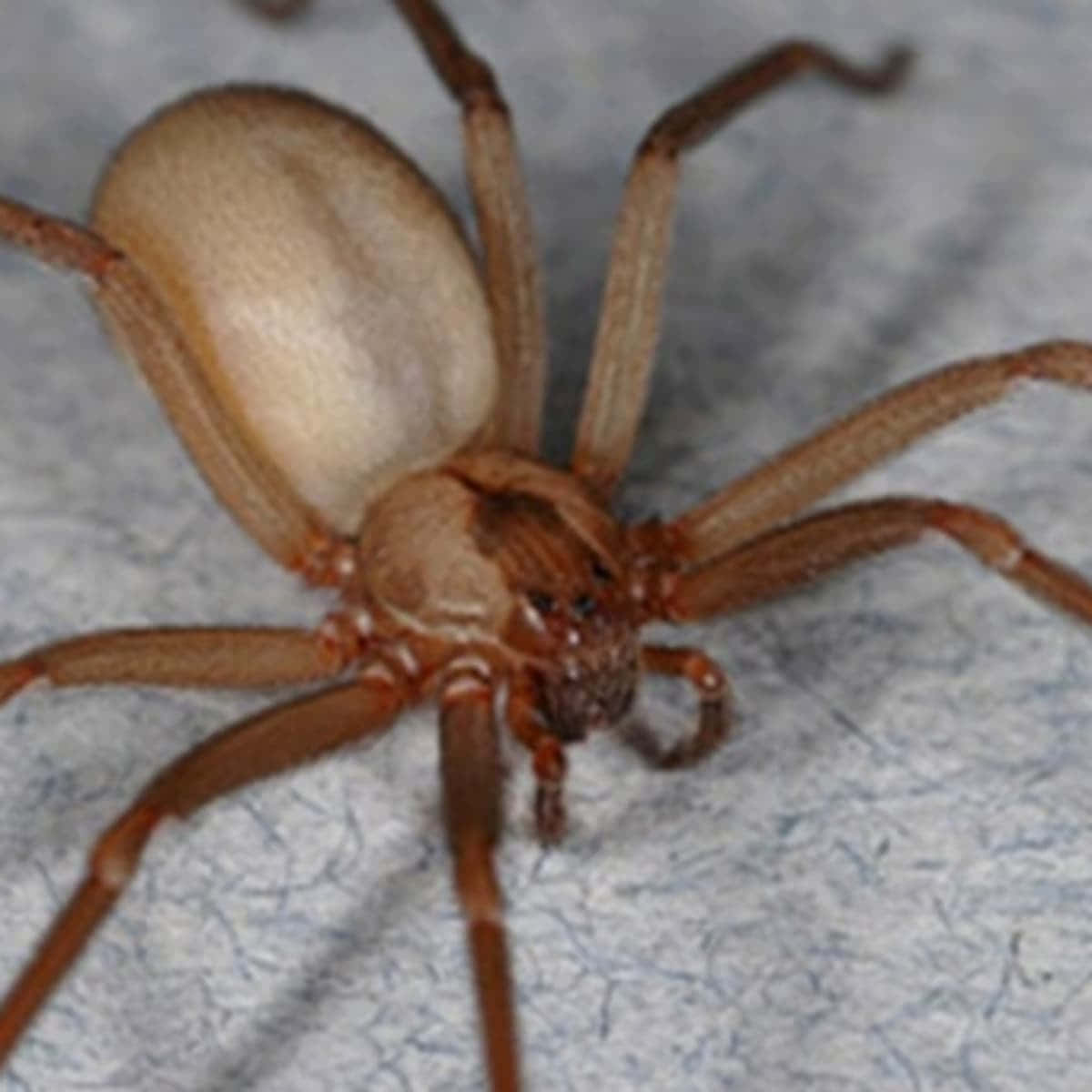 Download Close Up Of A Brown Recluse Spider Wallpaper