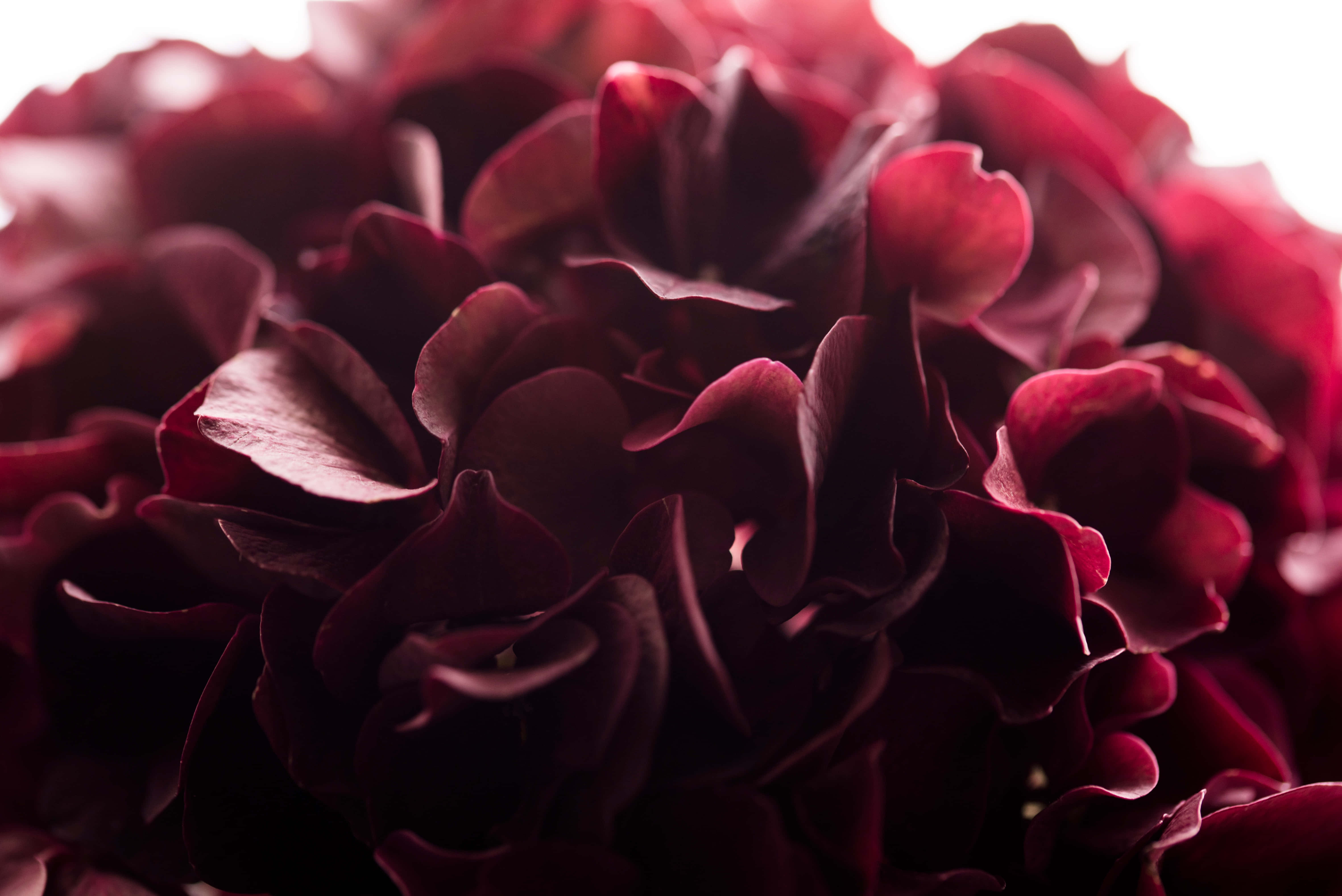 Download Burgundy Flower Wallpaper | Wallpapers.com