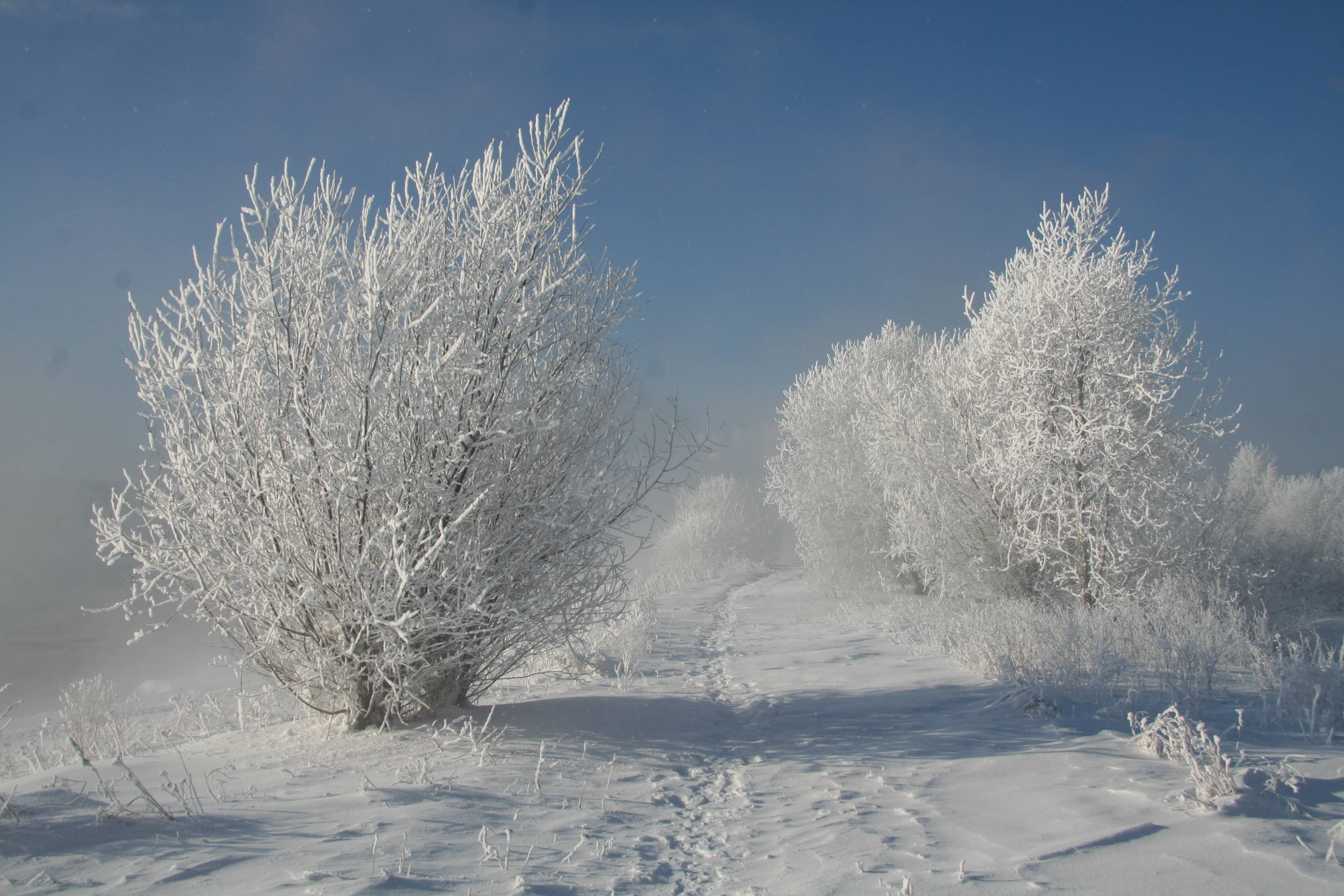 Bushes, Hoarfrost, Snow, Traces, Path, Snow-white, Landscape, Shadows Background