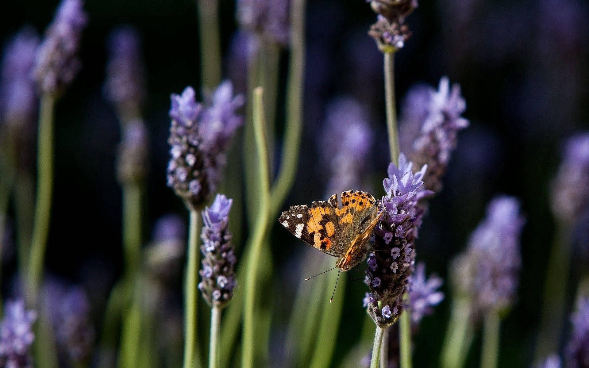 Download Butterfly On Purple Flower Wallpaper | Wallpapers.com