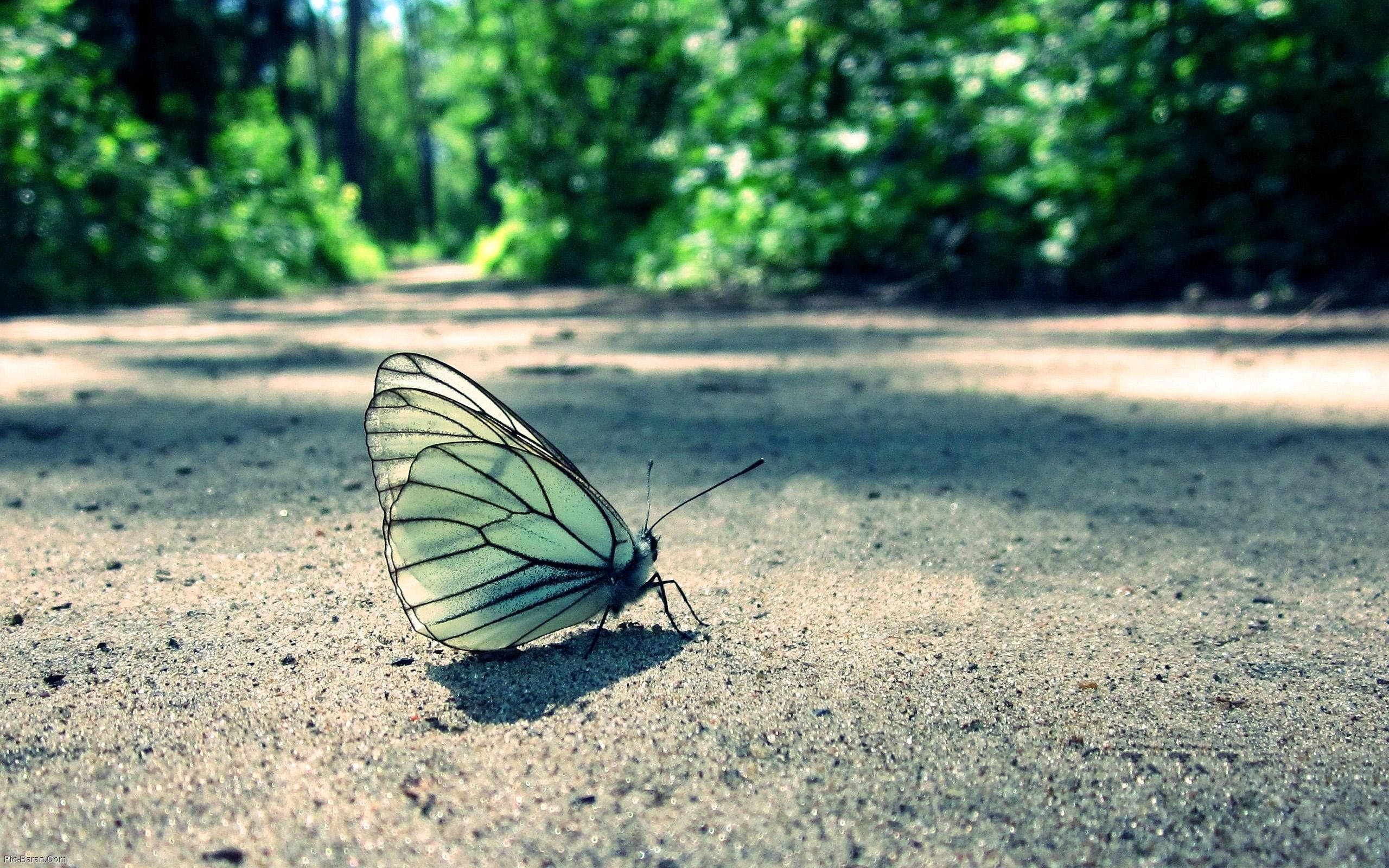 Butterfly On The Road Background