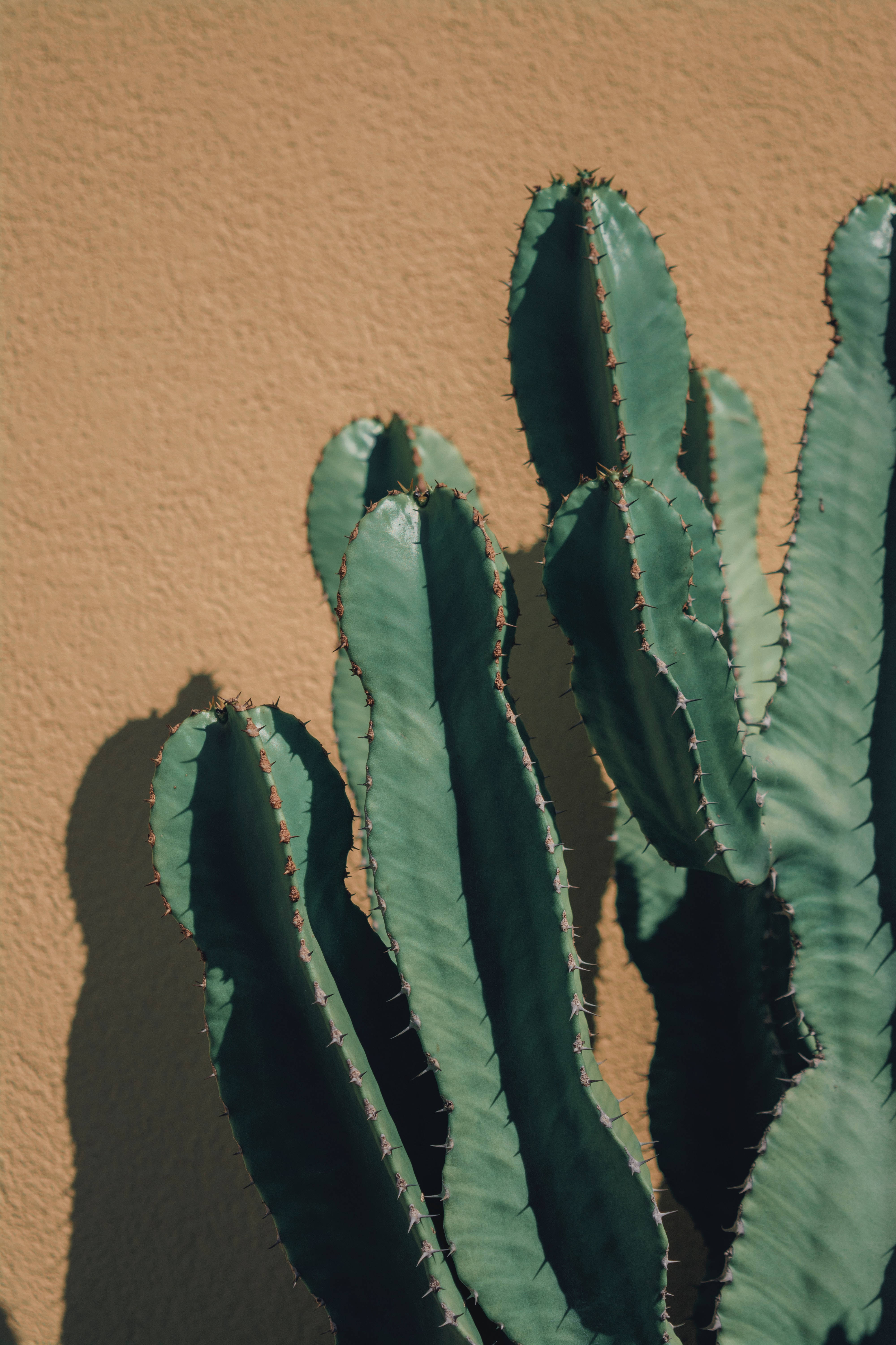 Cactus Against Beige Wall Background