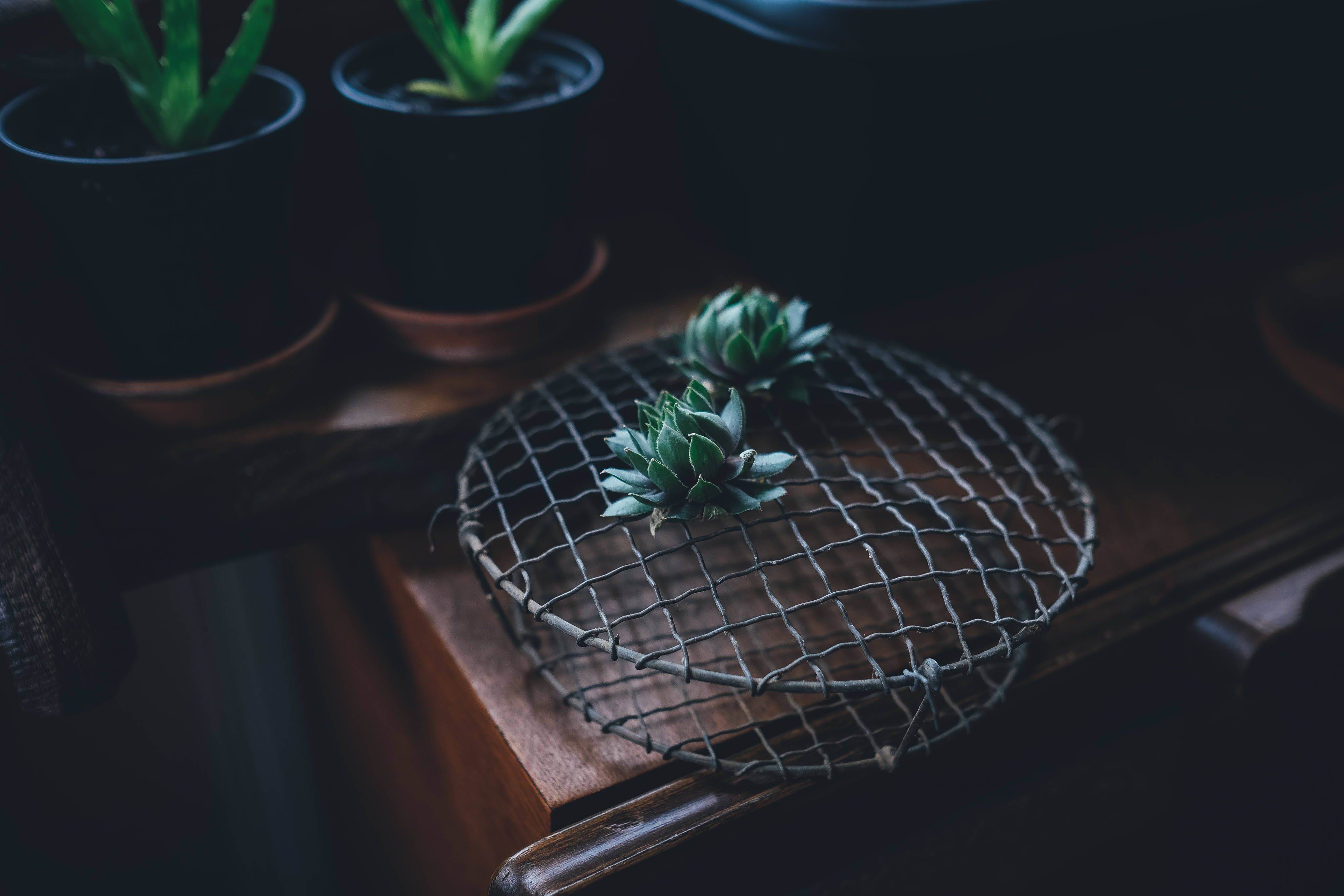 Cactus Houseplant Table Background