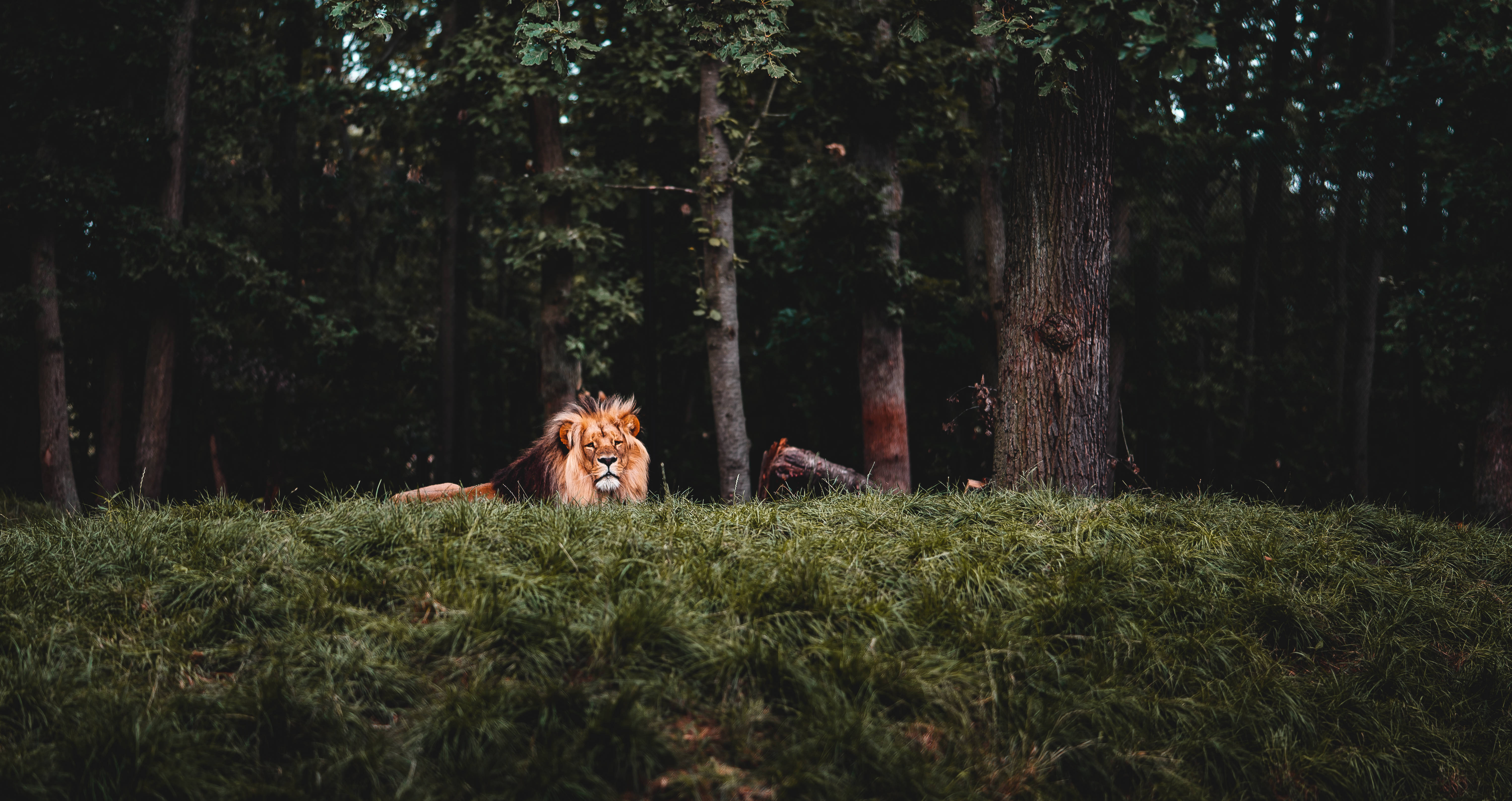 Download Calm Lion Wild Animal Wallpaper 