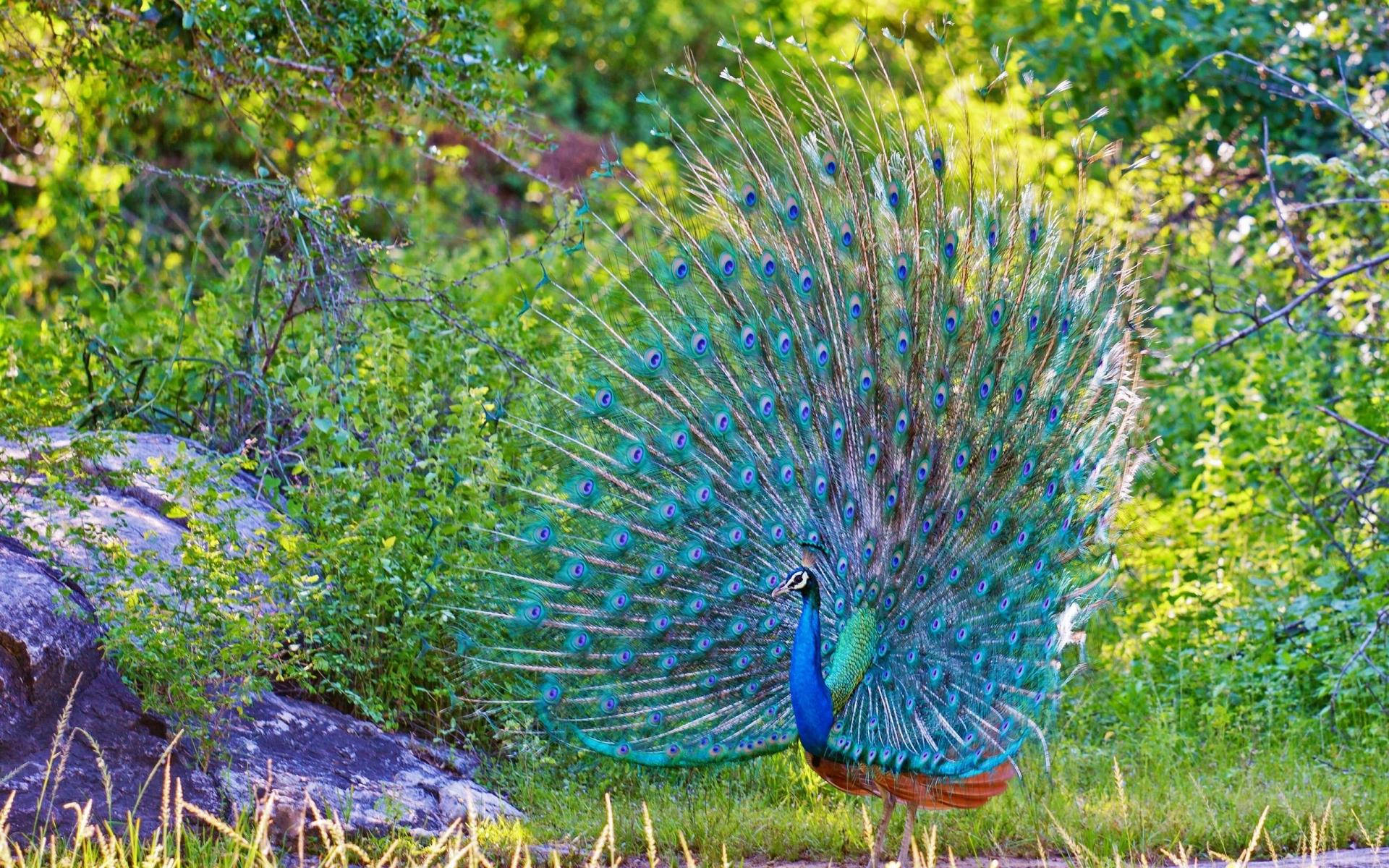 Captivating Male Peacock In The Wild Background