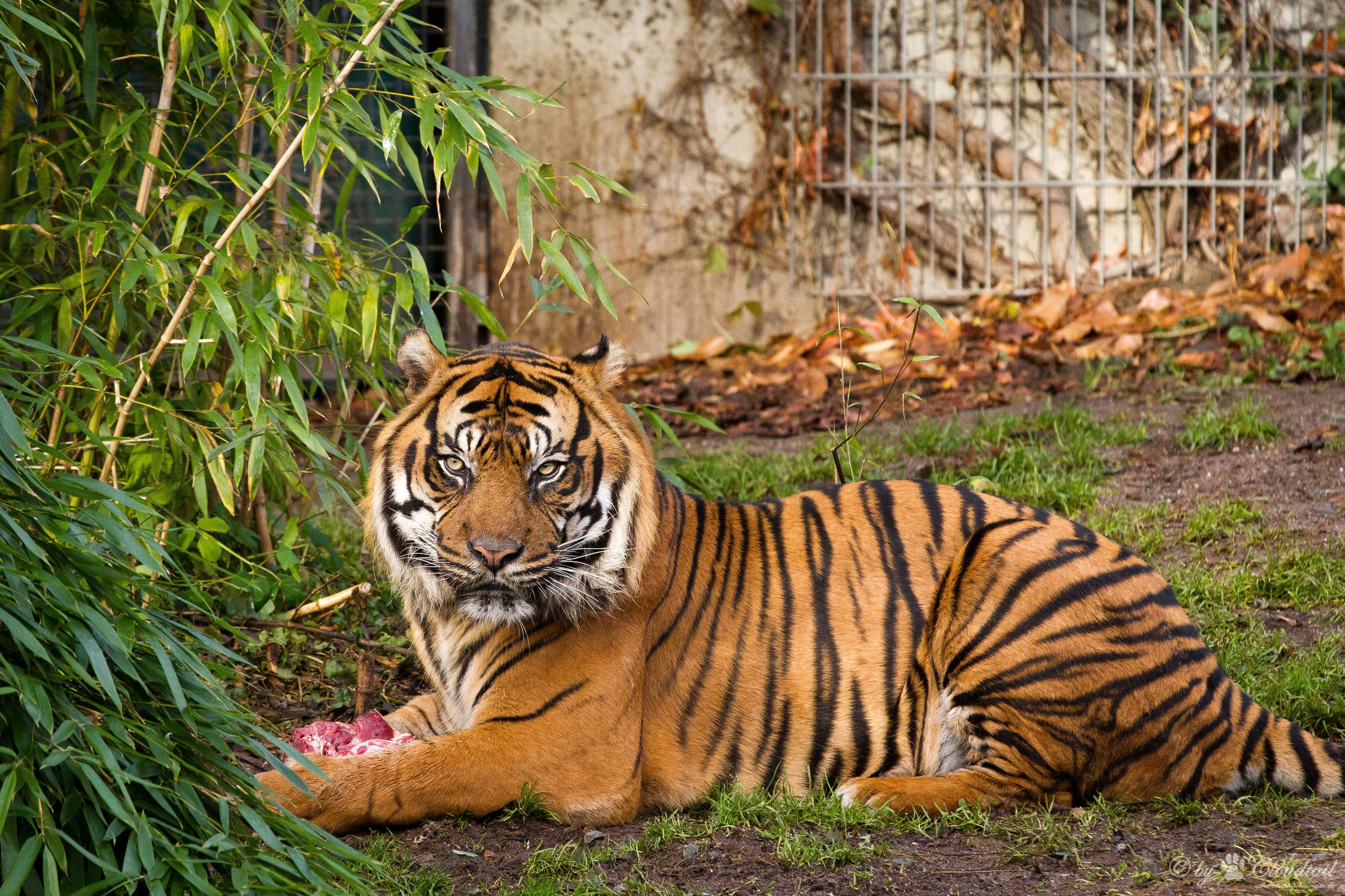 Tigr. Тайгер тигр. Суматранский тигр. Суматранский Амурский бенгальский тигр. Карликовый тигр.