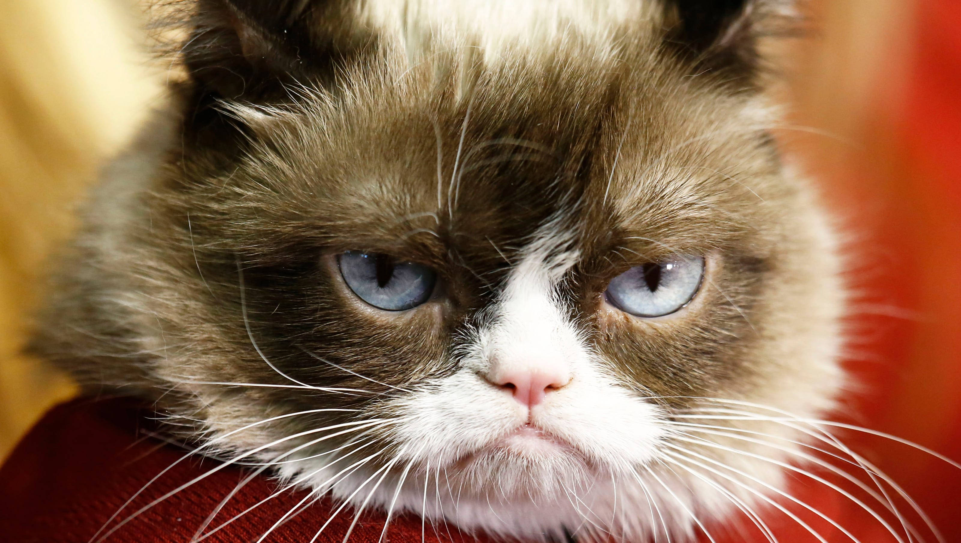 Cat Grumpy Face Background