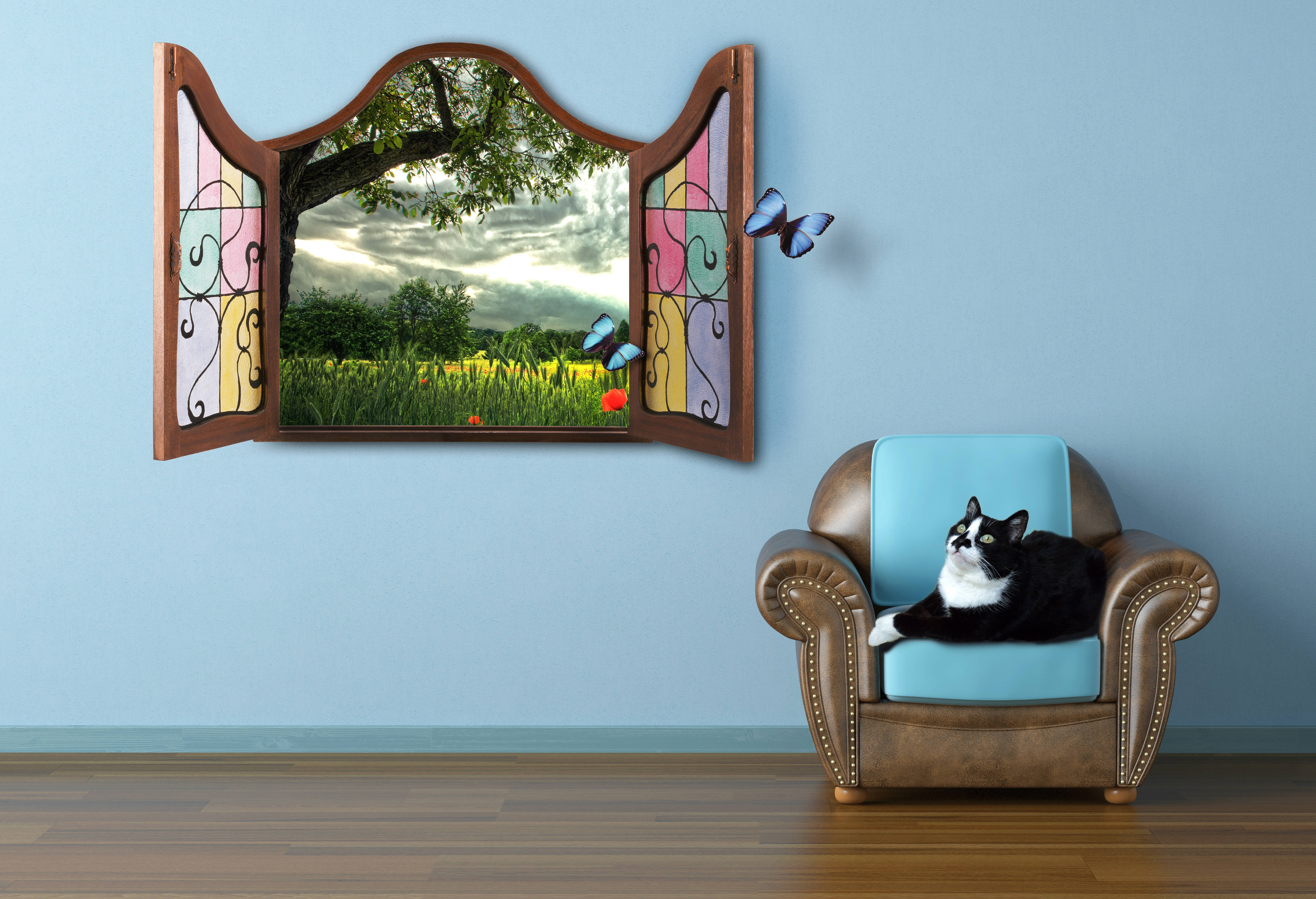 Cat, Summer, Window, Watching, Fairy Tale, Butterfly Background
