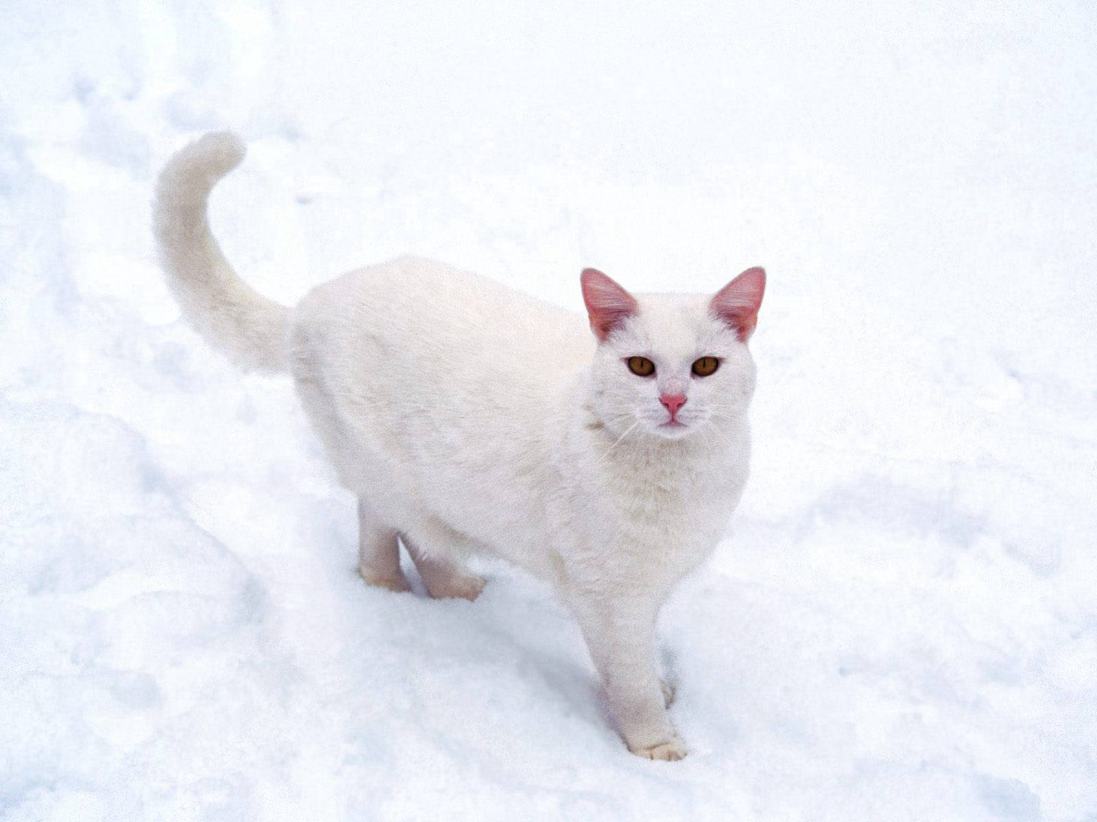 Cat, White, Snow, Frost Background