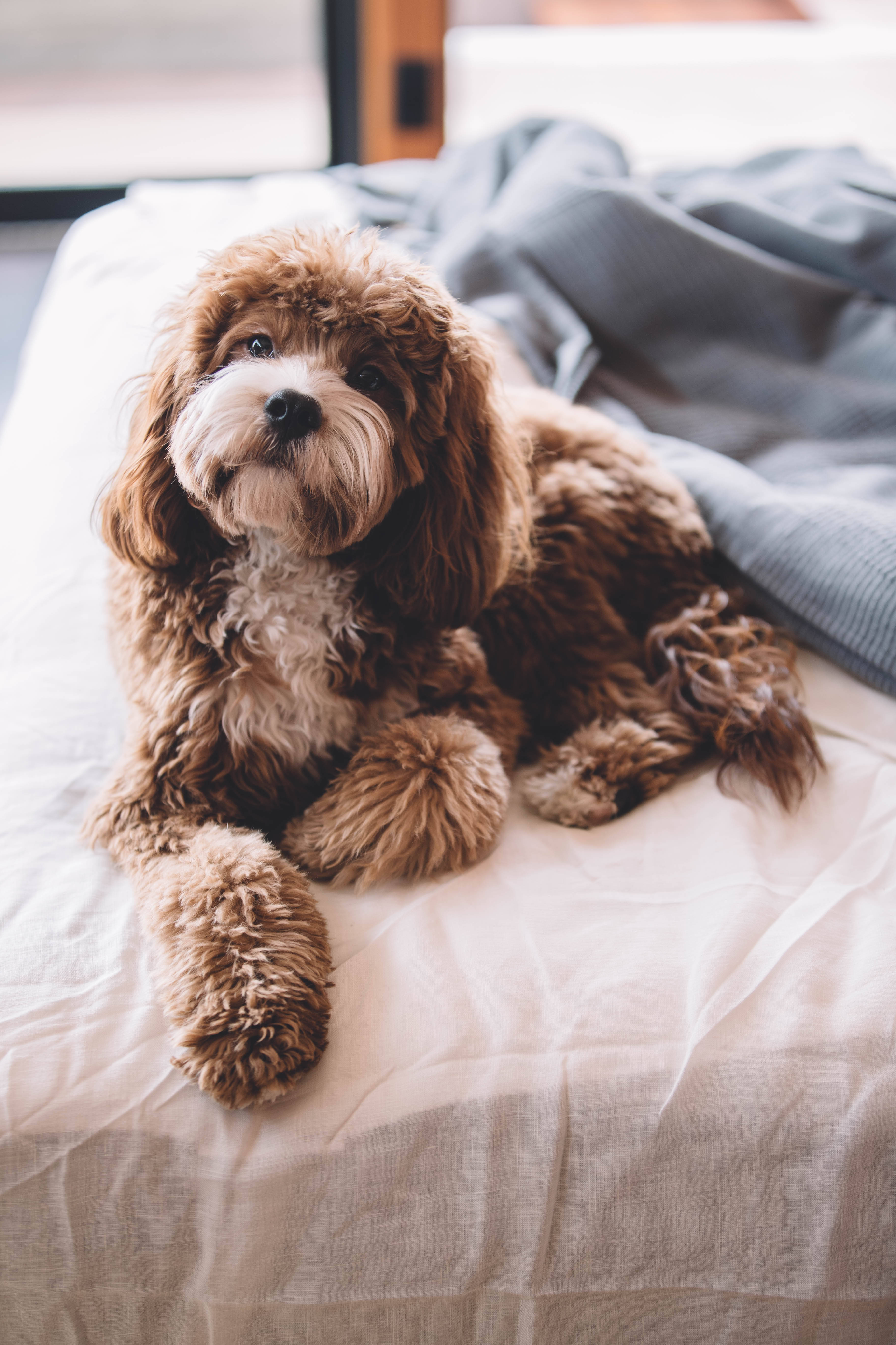 Cavapoo Dog On Bed Background