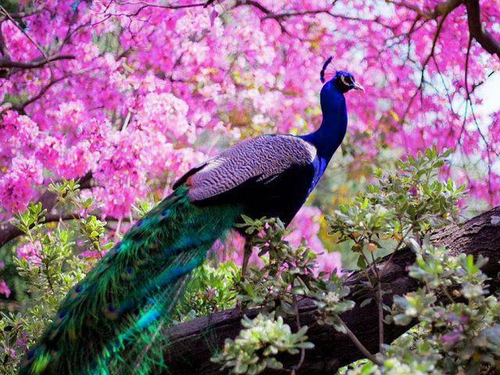 Cherry Blossom Peacock In Spring Background