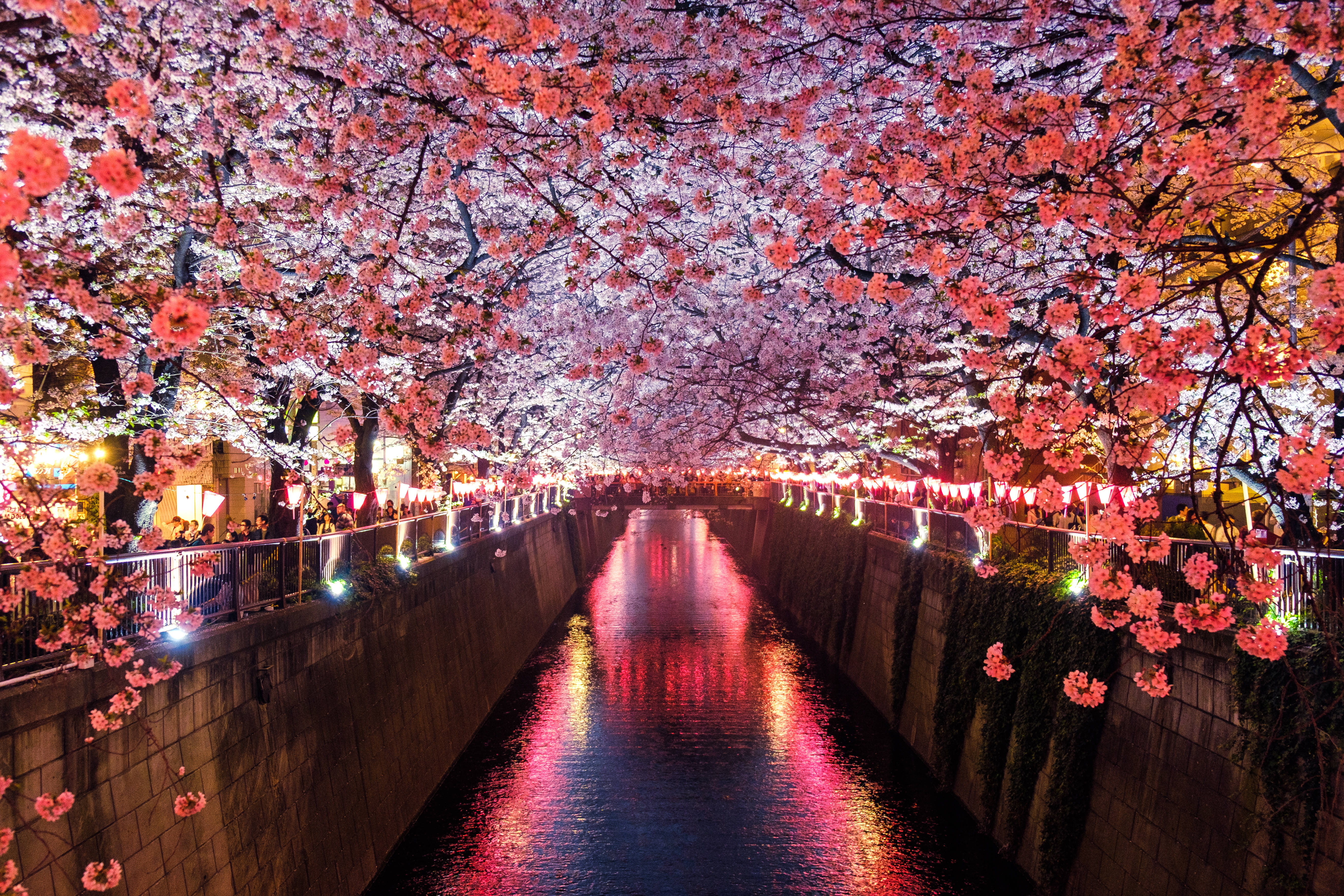 Cherry Blossom Trees Japan Background