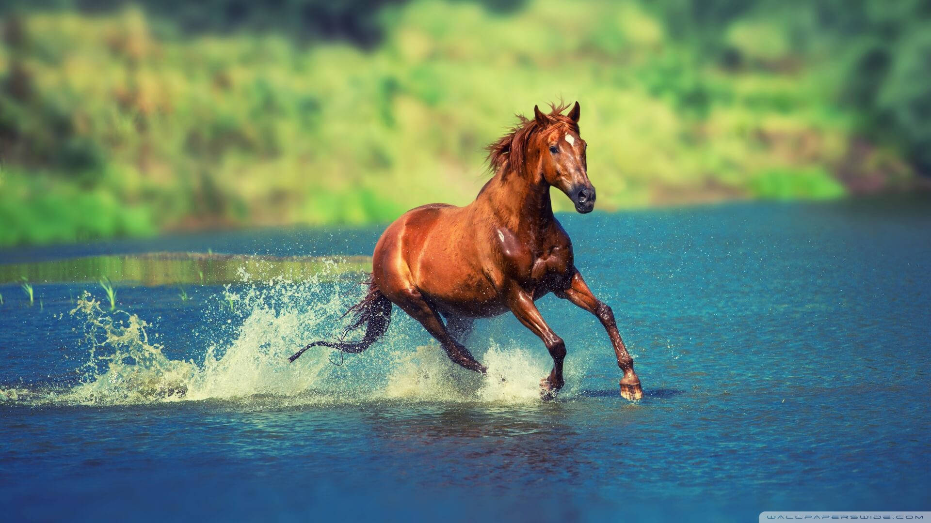 Chestnut Horse Galloping In Water Background