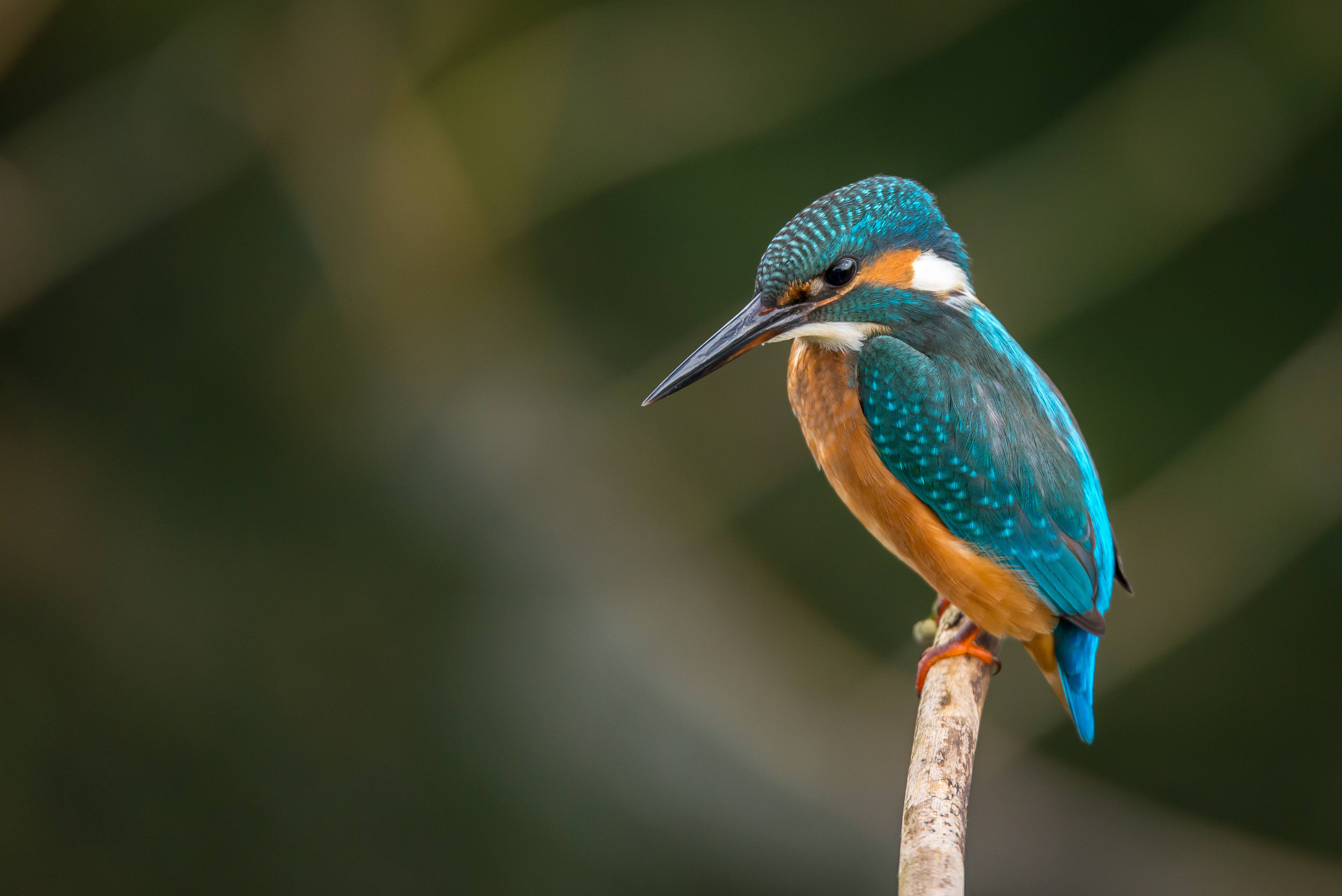 Close-up Of Kingfisher Bird Background