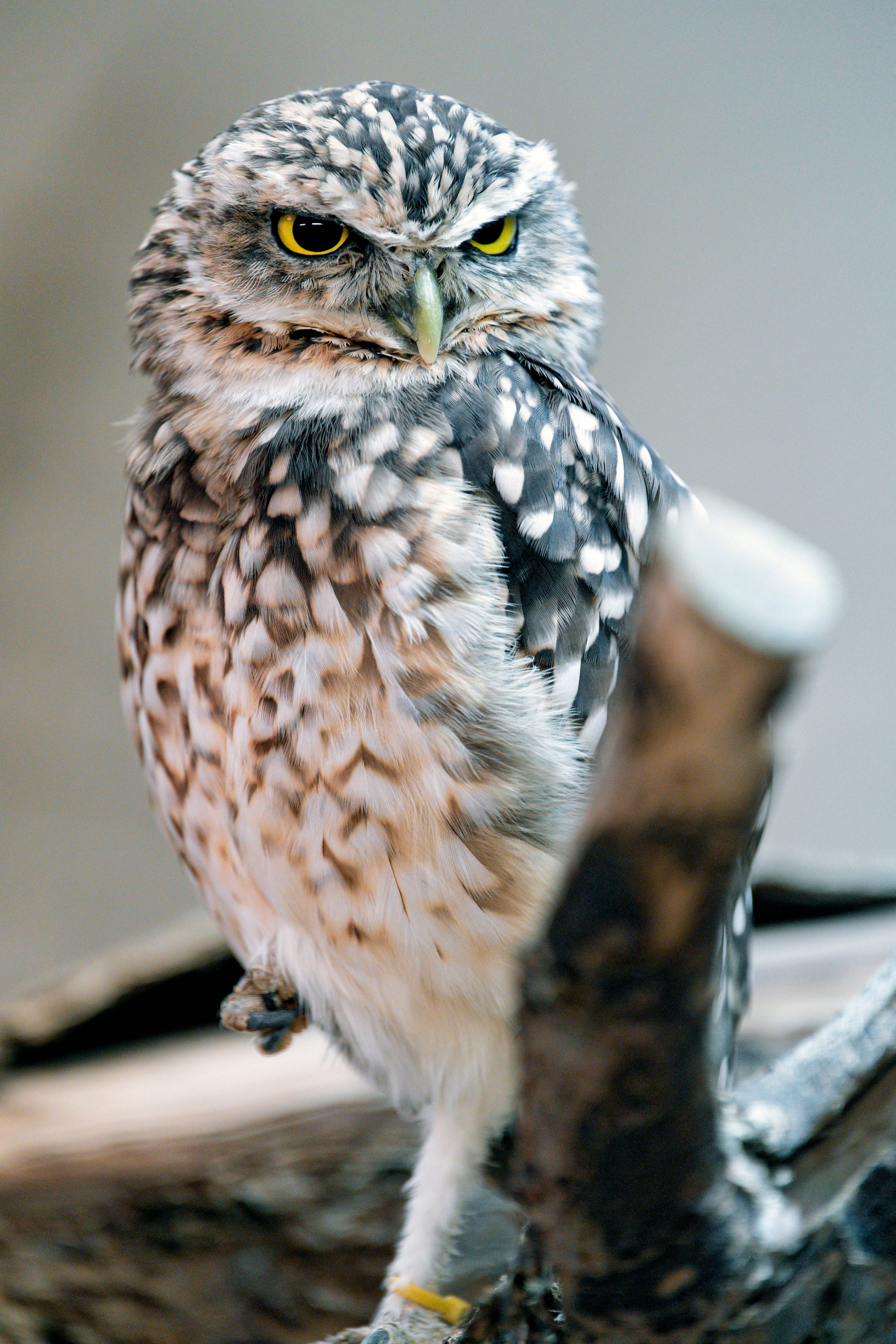 Close -up Owl Glance Background