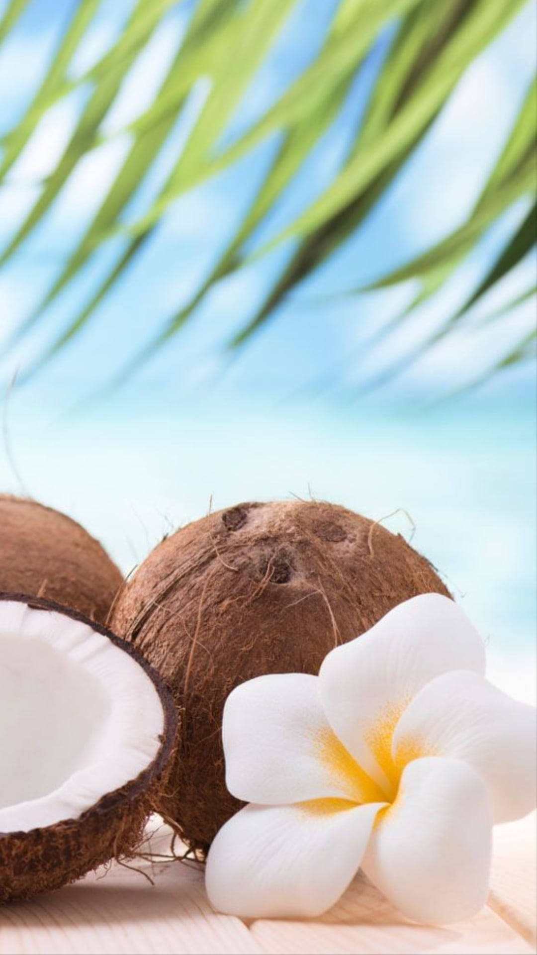 Download Coconut Fruits With White Plumeria Flower Wallpaper