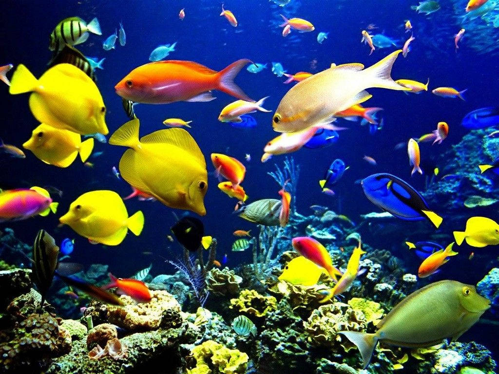 Colorful Fish Ocean Laptop Background