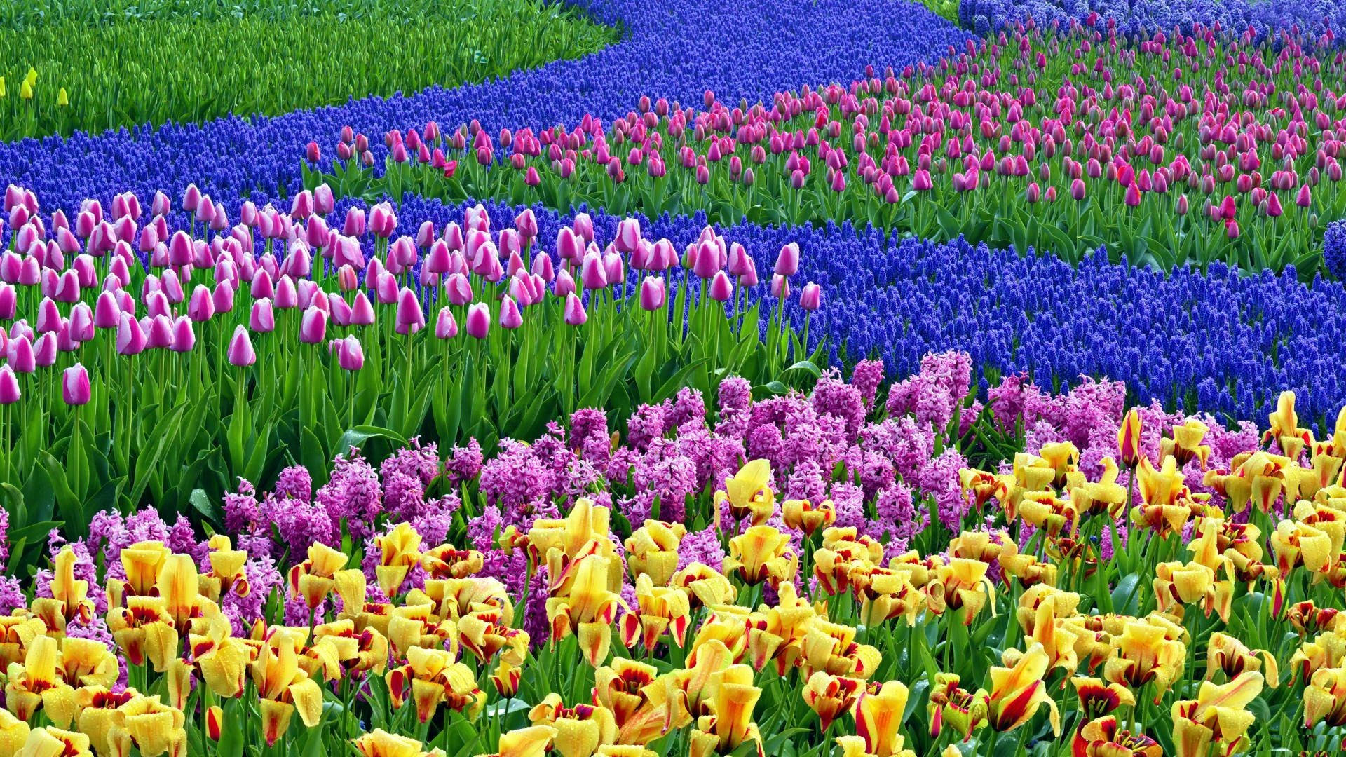 Colorful Spring Flower Field Background
