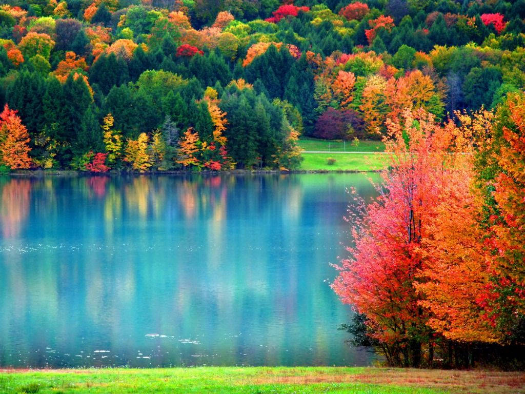 Colorful Trees During Fall Background