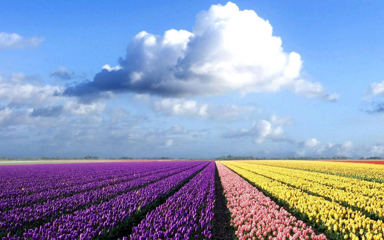 Colorful Tulip Field Laptop Background