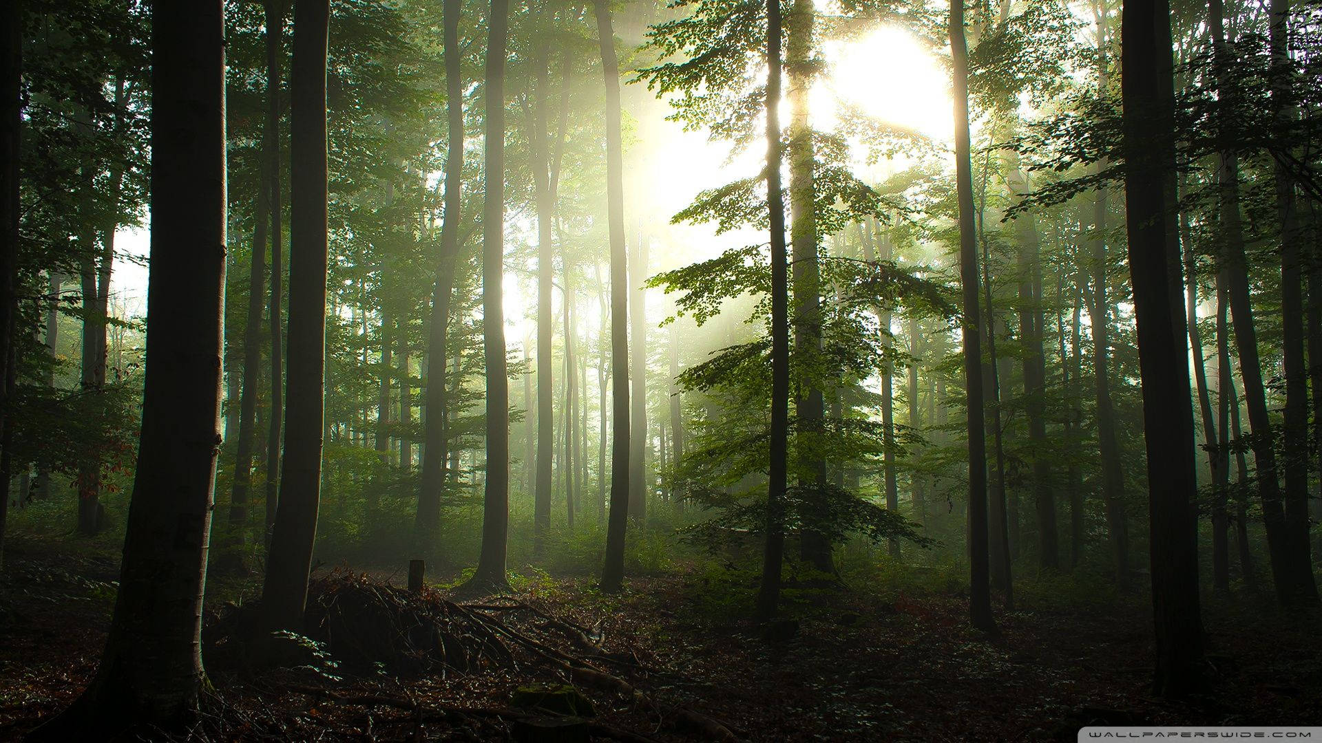 Coniferous Forest Sunlight Background