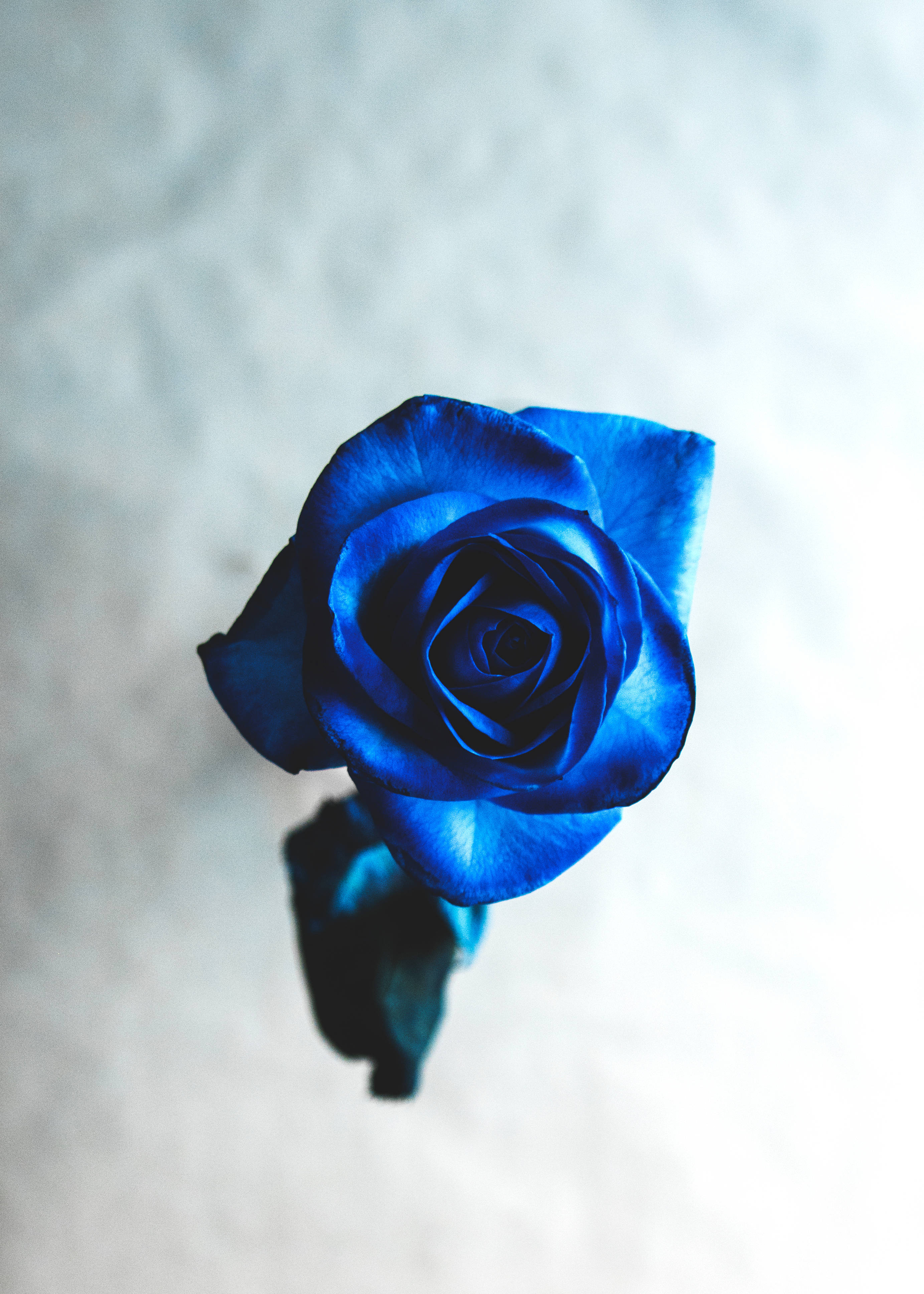 Cool Bright Blue Beautiful Rose Hd Background