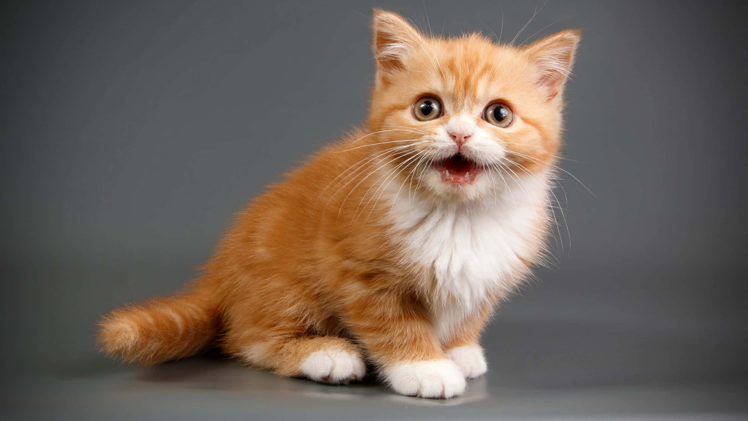 Download Cool Gray Wallpaper | Wallpapers.com