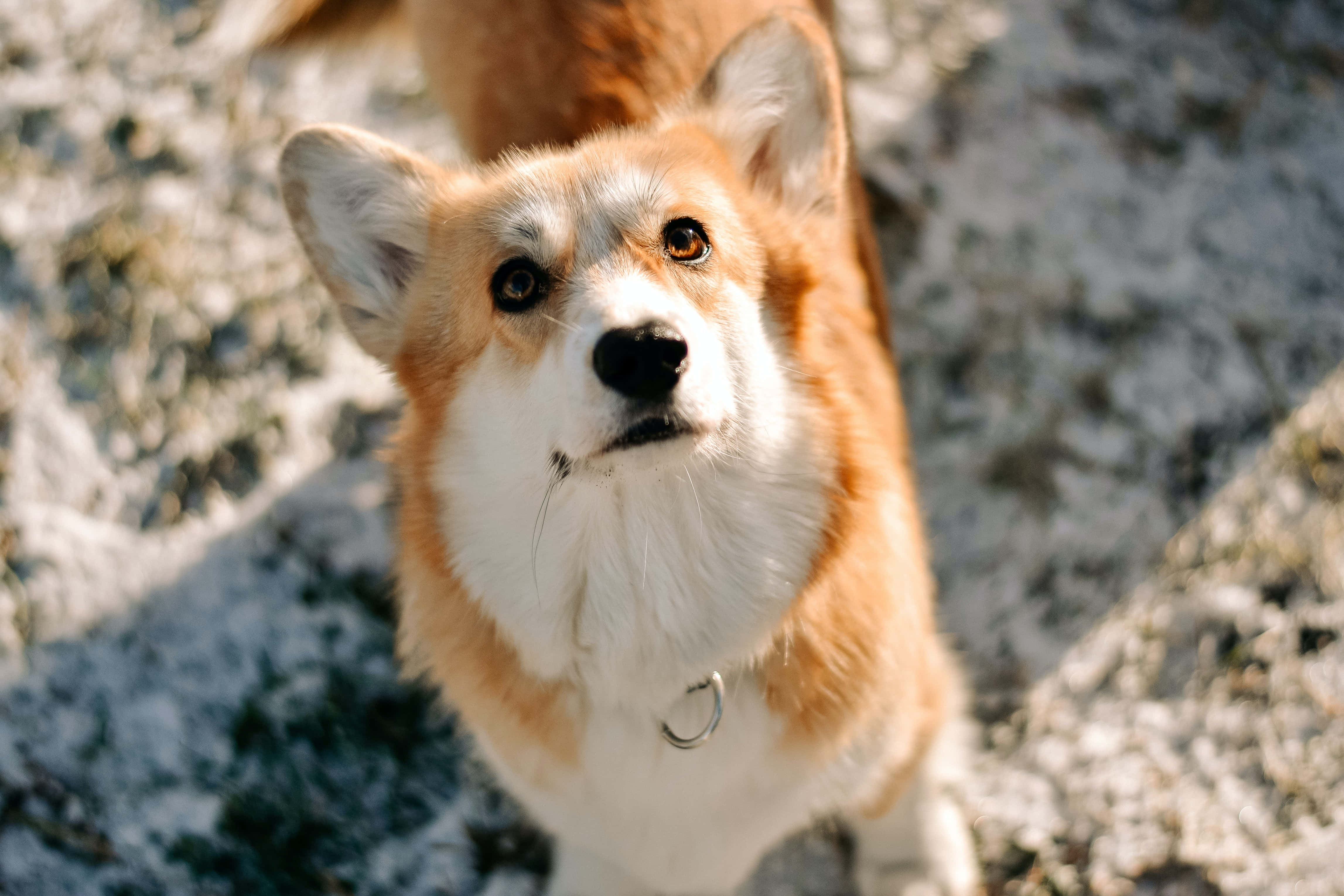 Download Corgi Pictures | Wallpapers.com