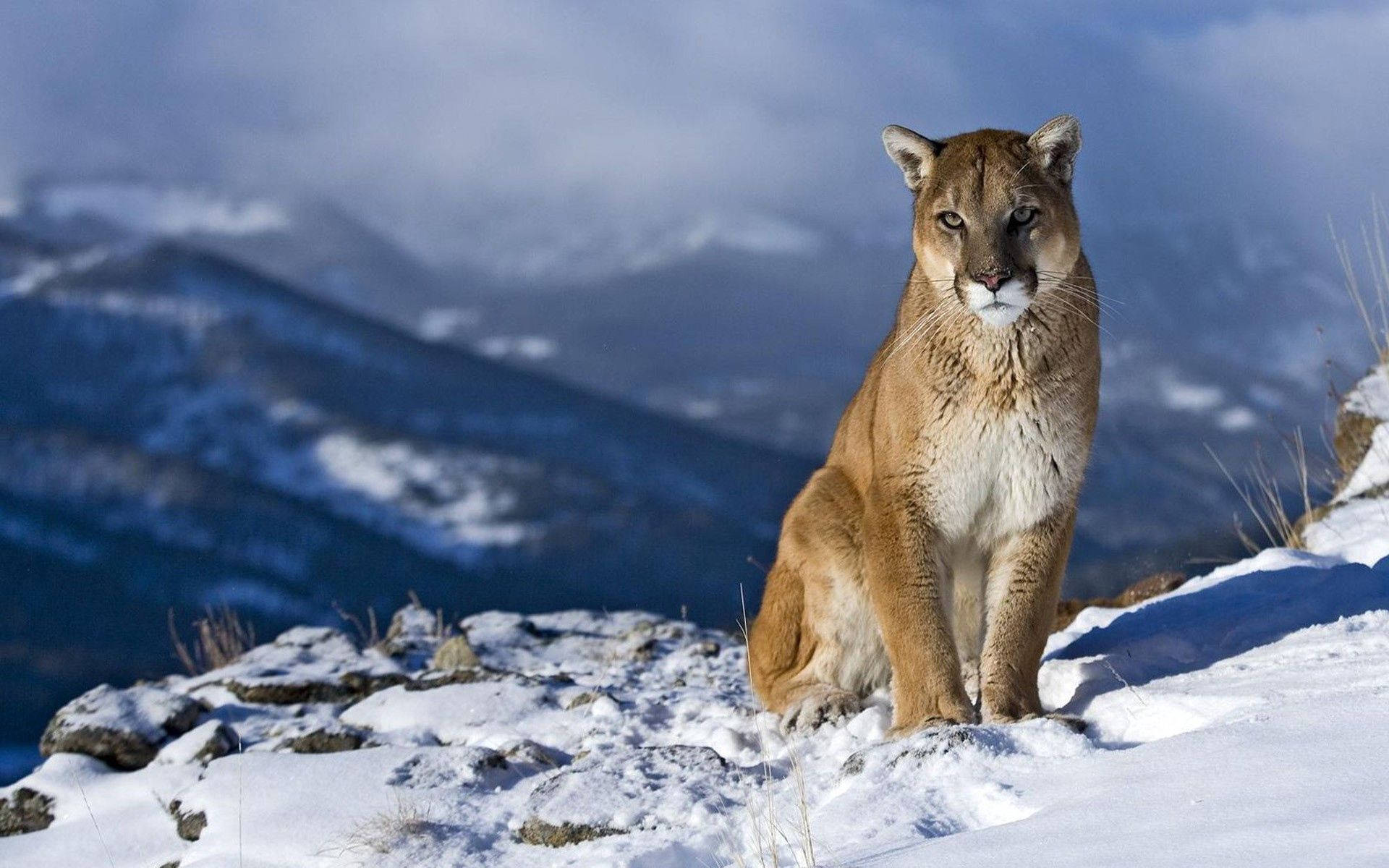 Cougar On Pretty Snow Field Background