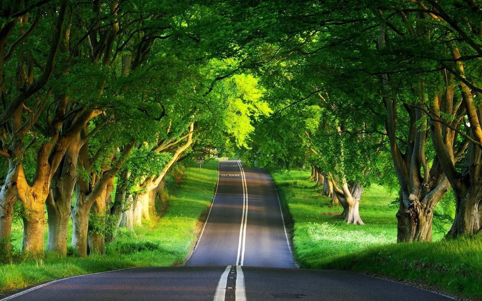 X natural. Дорога в лесу. Летняя дорога. Дорога среди деревьев. Лесная дорога.