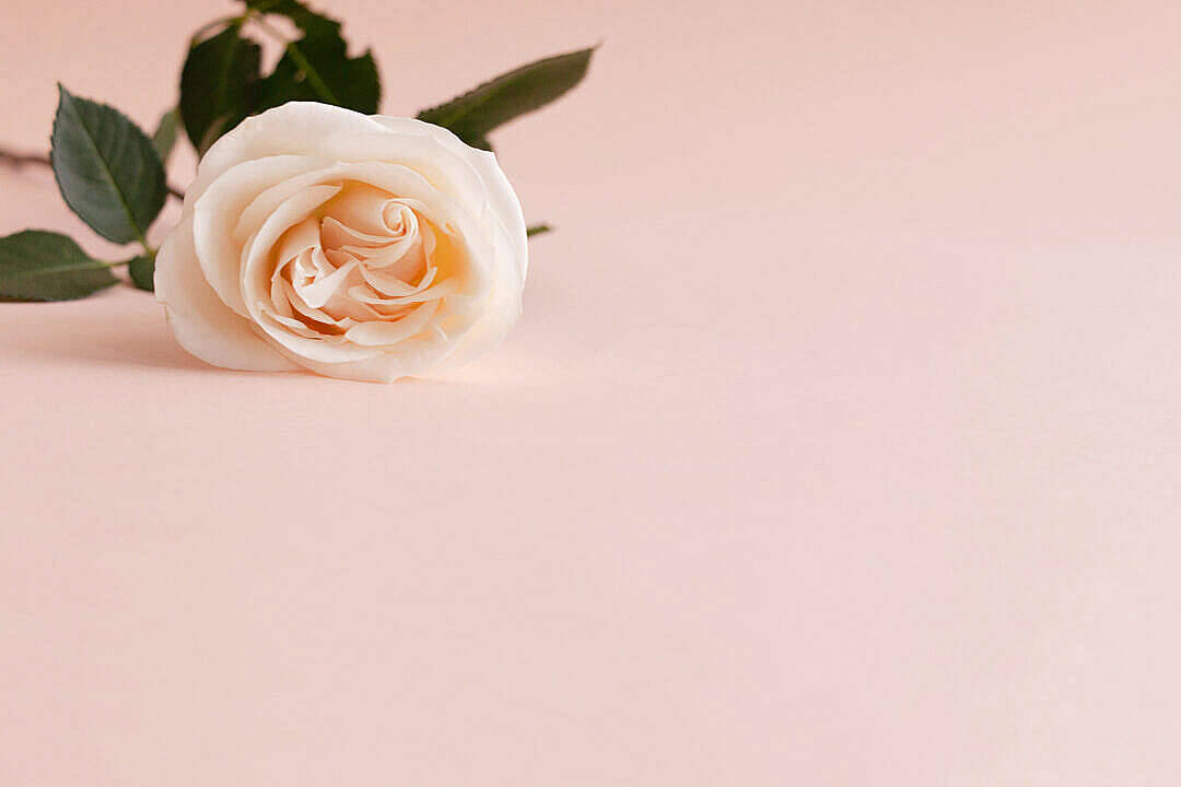 Download Cream Aesthetic Rose Flower Wallpaper | Wallpapers.com