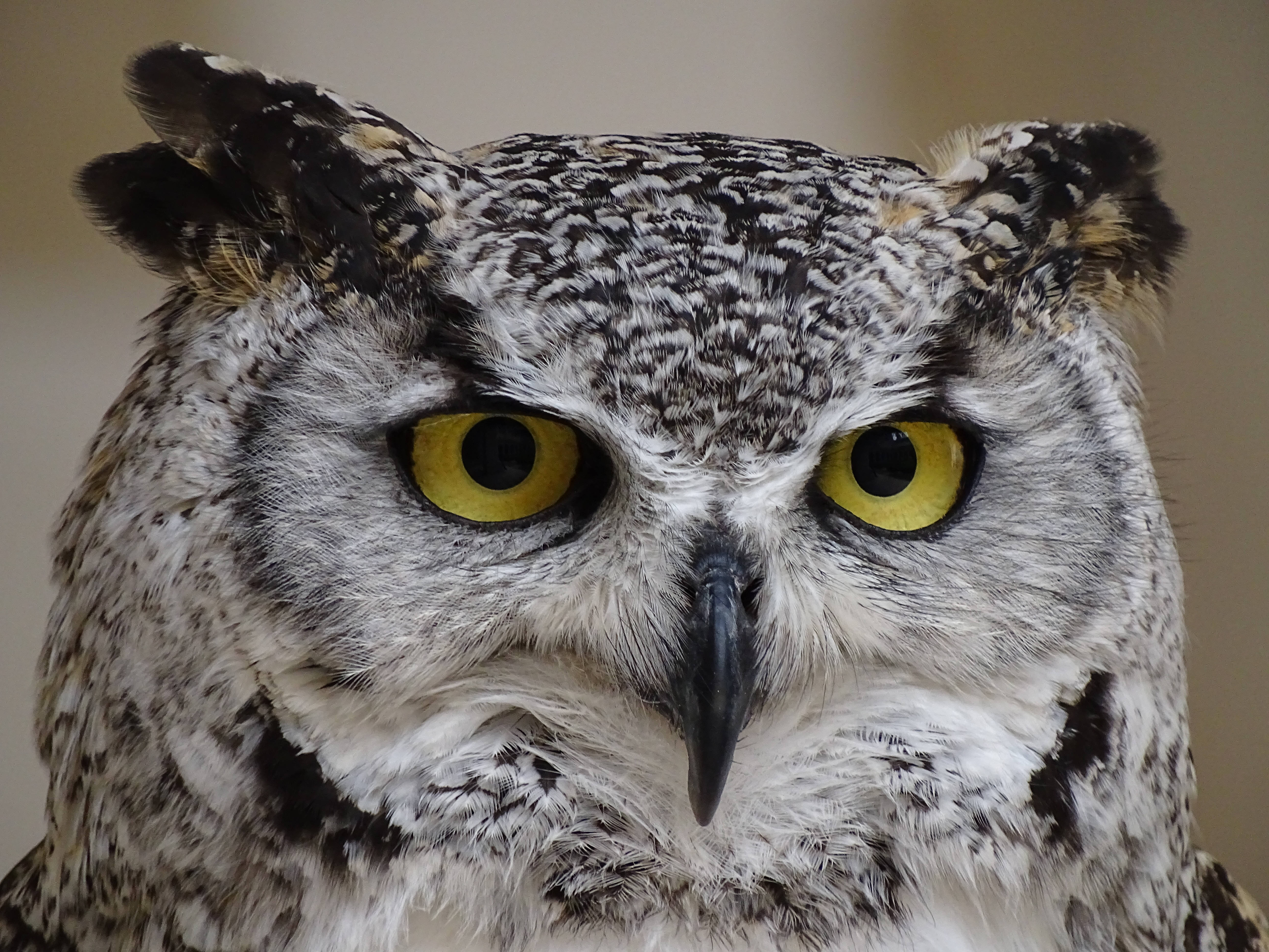 Cute Animal Eurasian Owl Background
