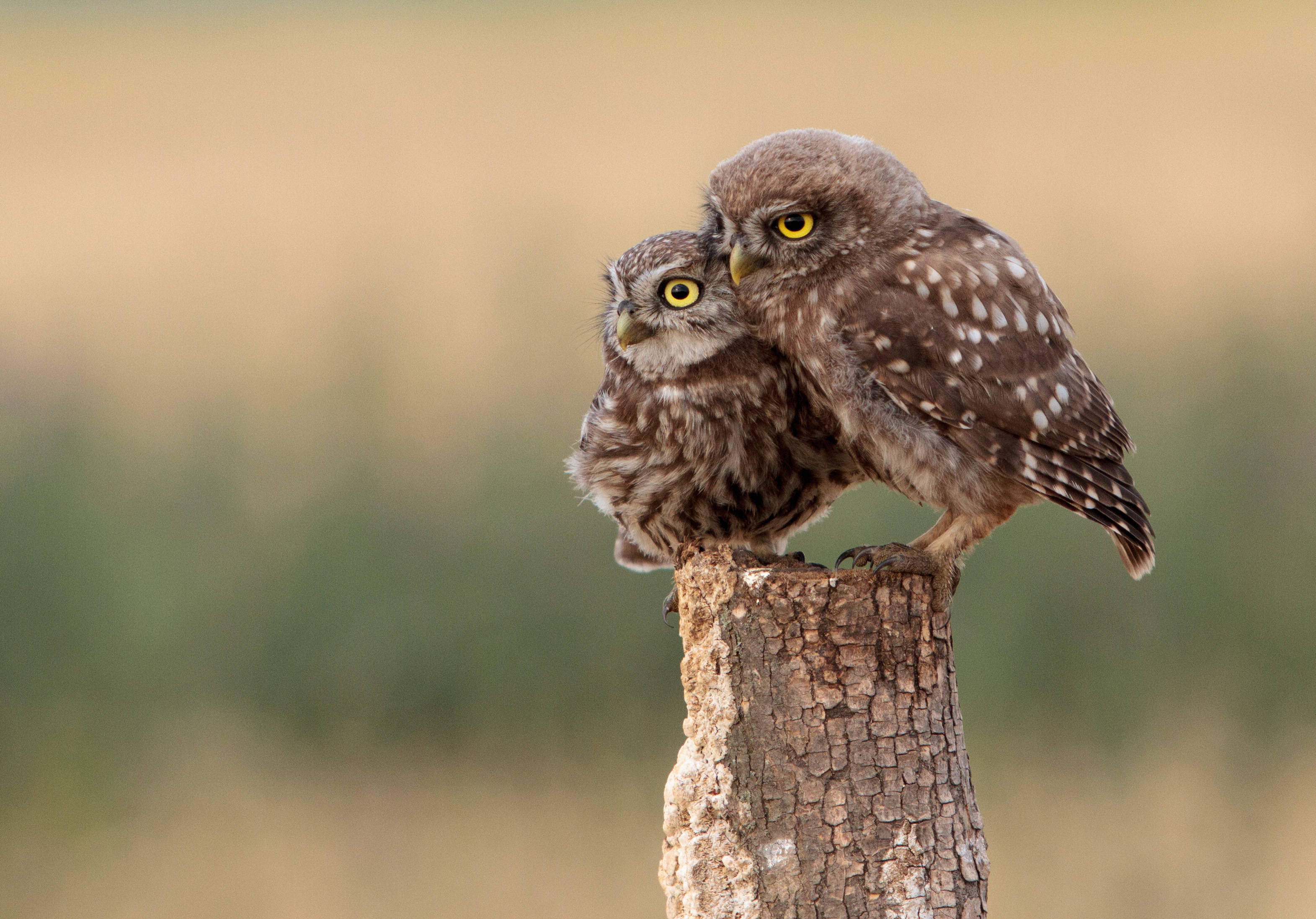 Cute Animal Little Owls Background