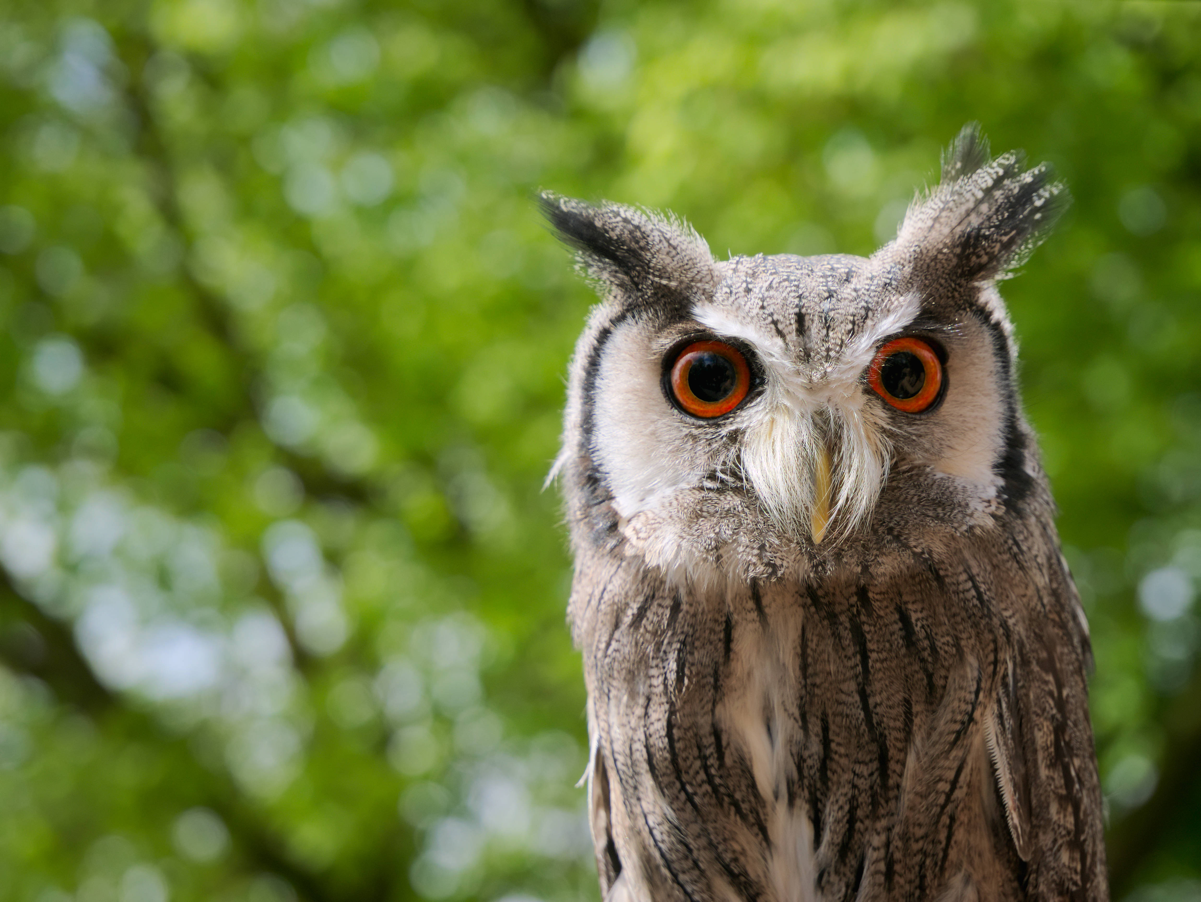 Cute Animal Orange Eyed Owl Background