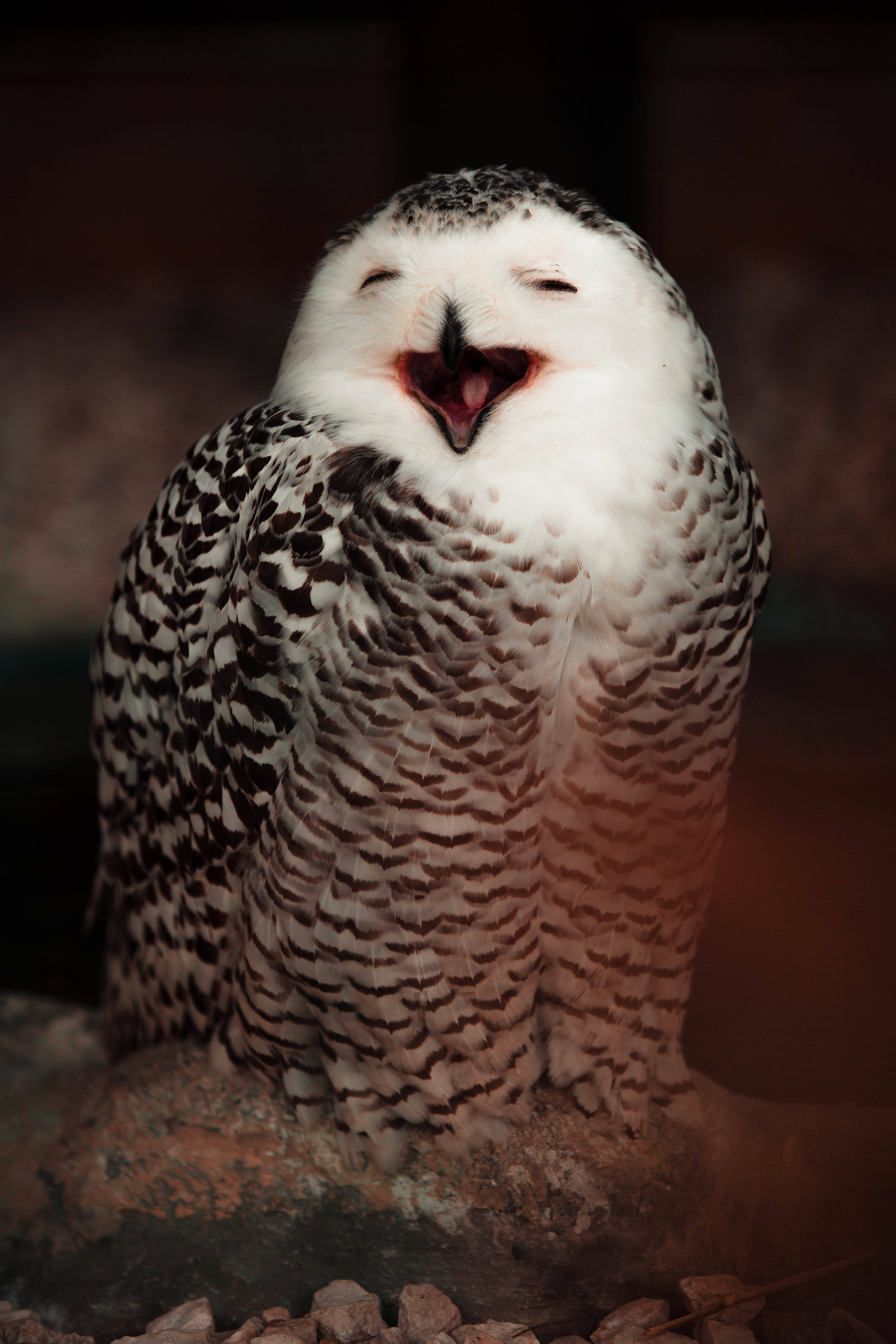 Cute Animal Owl Smile Background