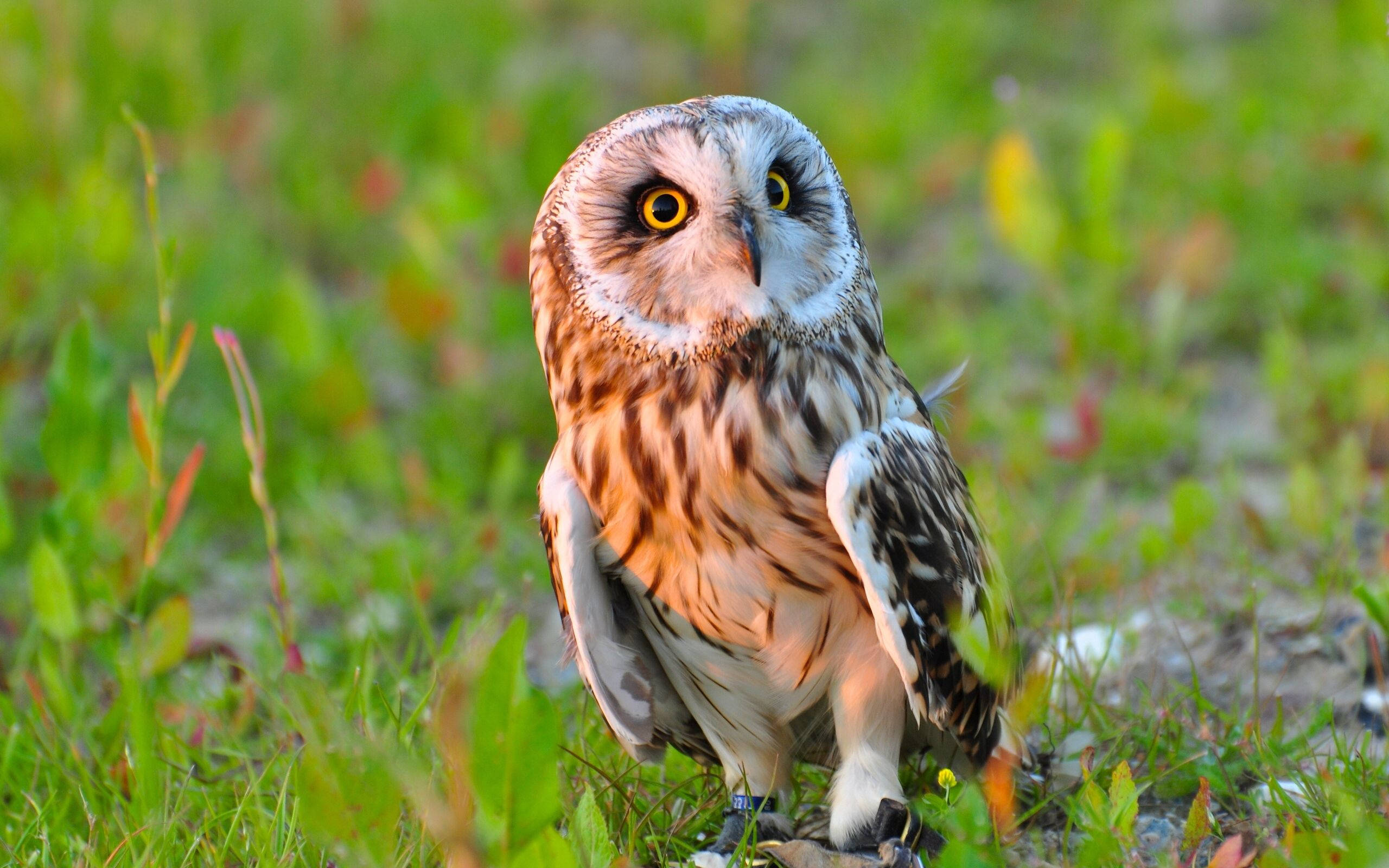 Cute Baby Owl On Grass Background