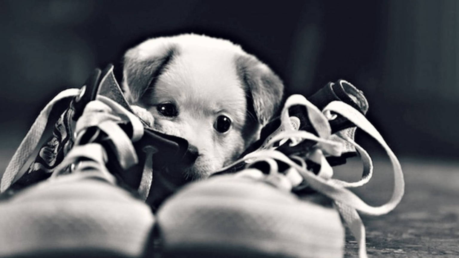 Download Cute Black And White Puppy Sneakers Wallpaper