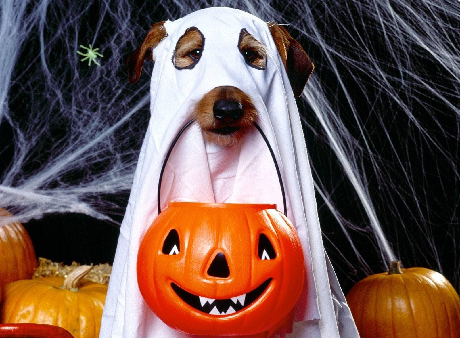 Cute Dog In Ghost Halloween Costume Background
